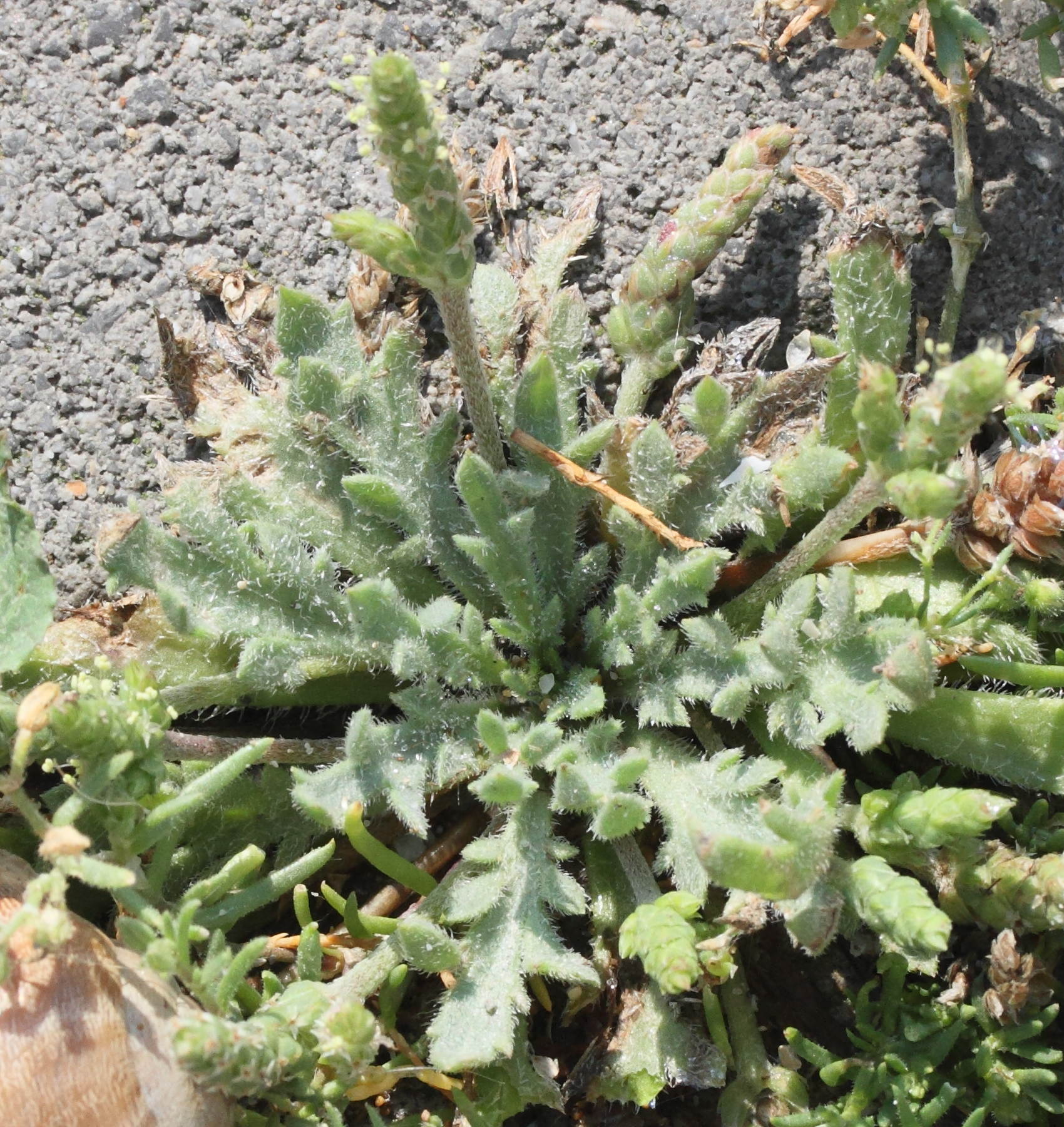 plantago_weldenii4md