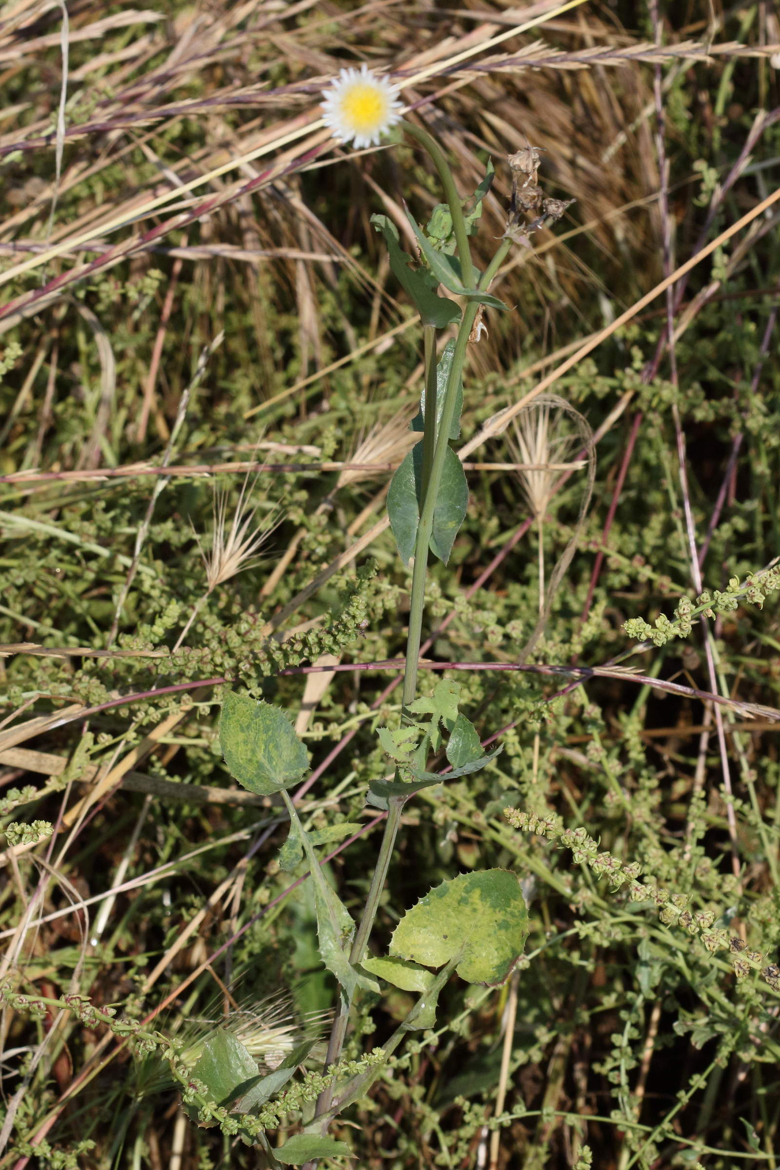 sonchus_oleraceus1bd