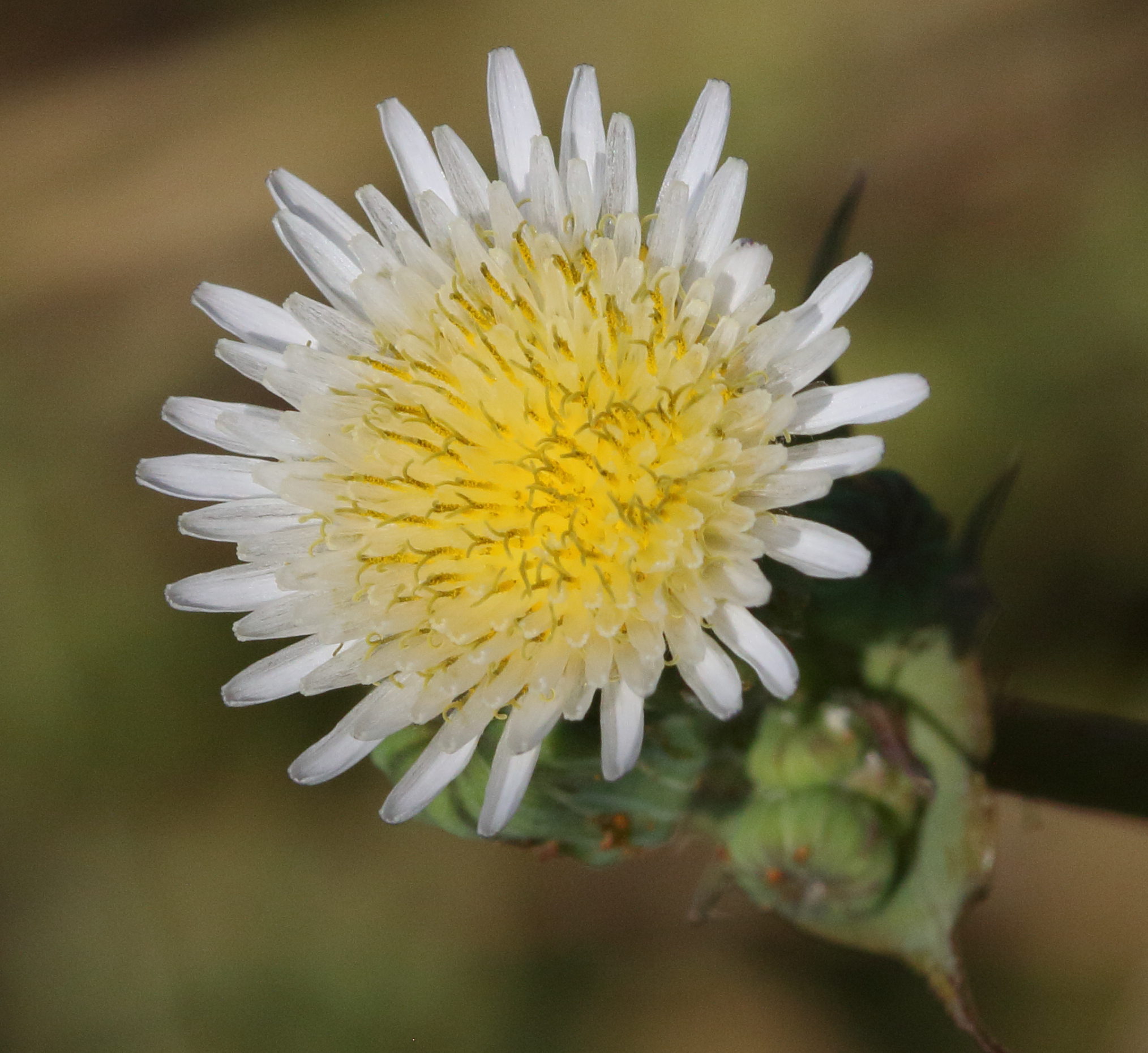 sonchus_oleraceus2bd