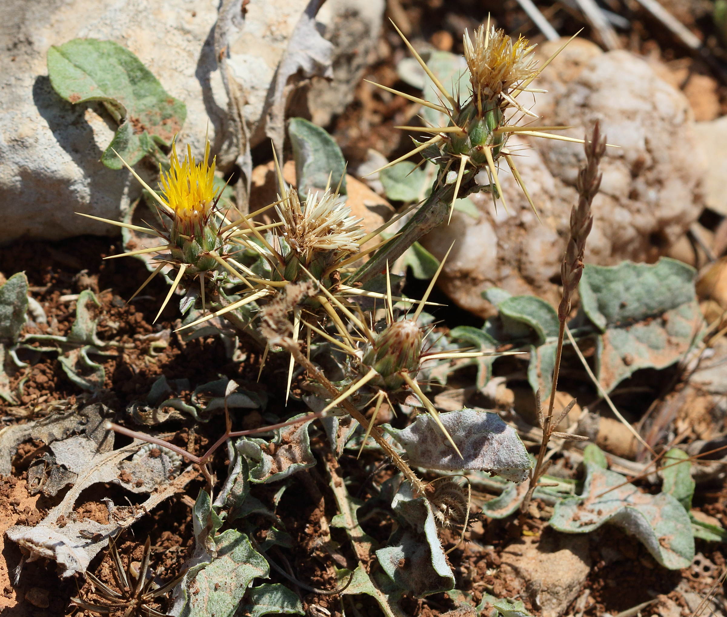 Afficher le média centaurea_idaea1bd centaurea_idaea1bd