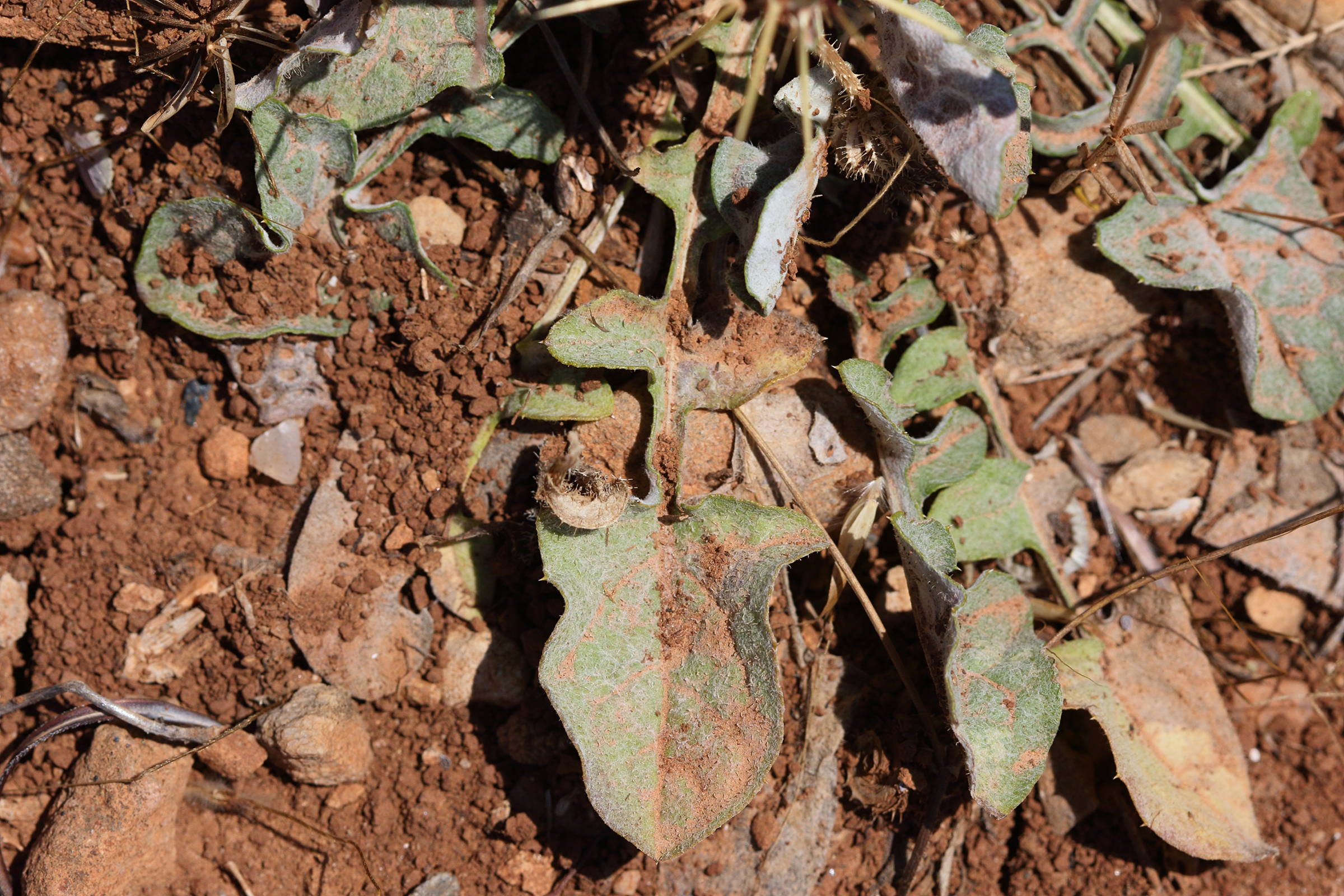Afficher le média centaurea_idaea3bd centaurea_idaea3bd
