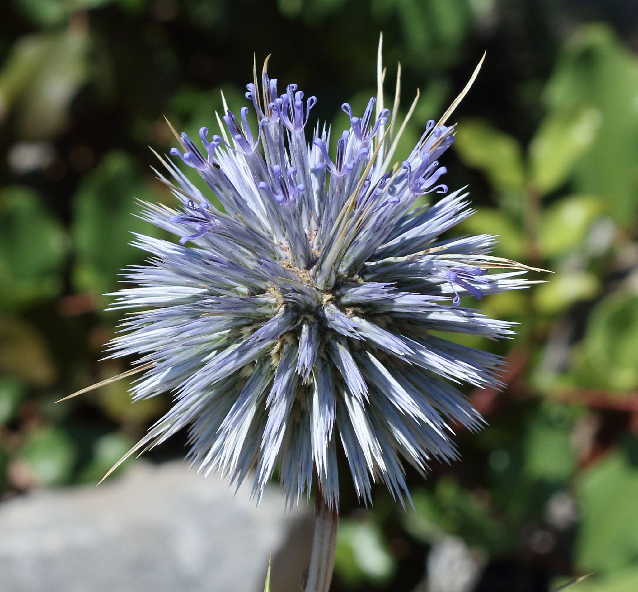 Afficher le média echinops_spinosissimus1bd echinops_spinosissimus1bd