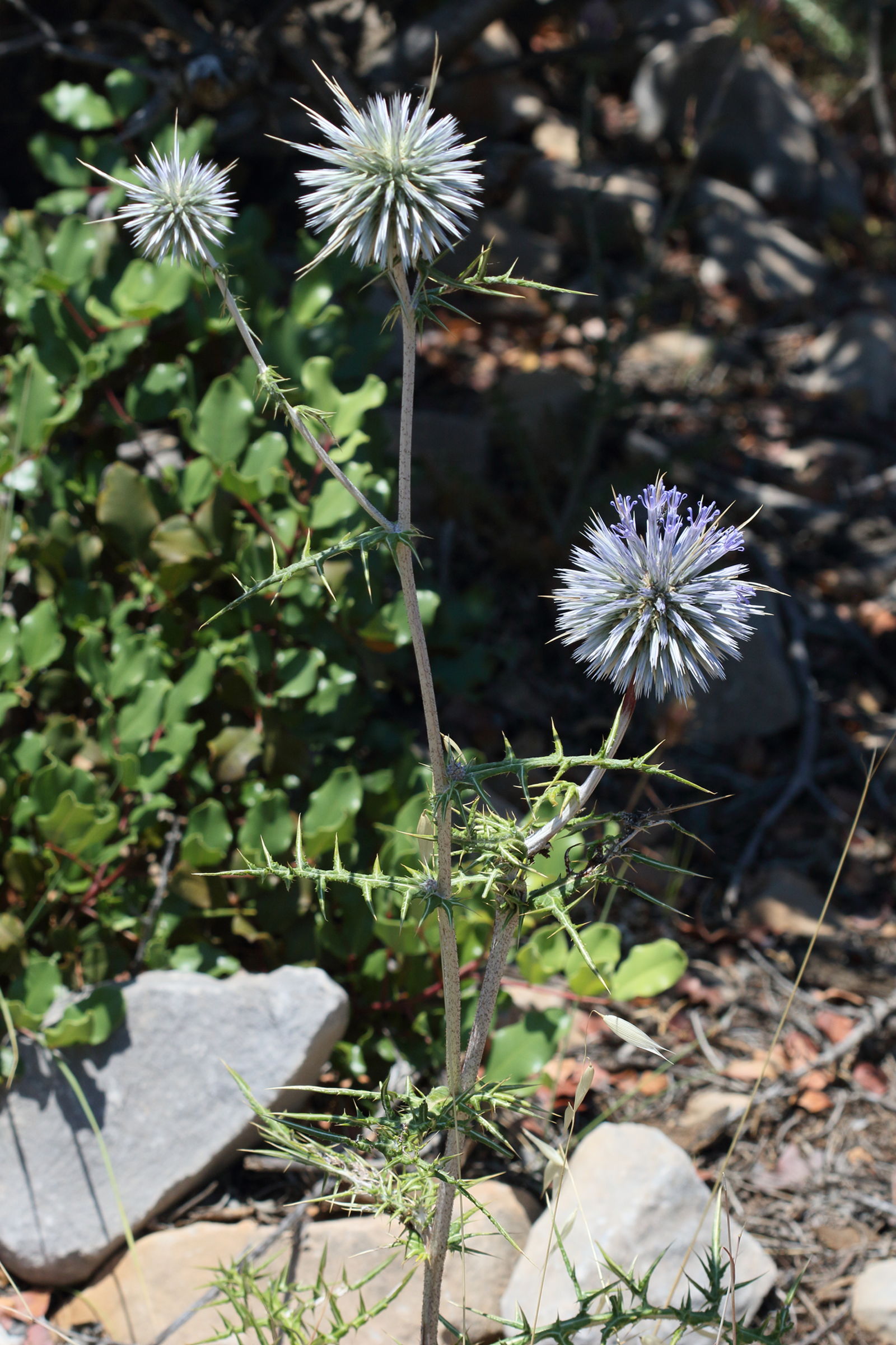 Afficher le média echinops_spinosissimus2bd echinops_spinosissimus2bd