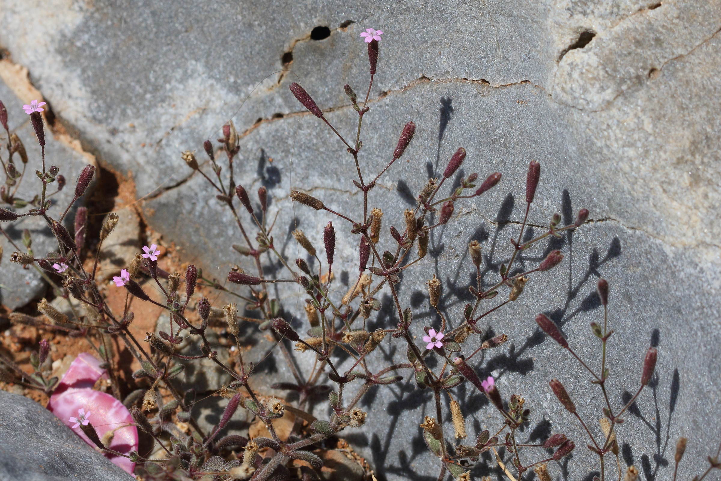 silene_sedoides6bdbd