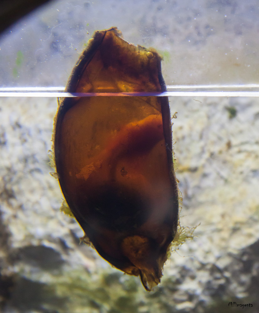 chiloscyllium_punctatum3cd