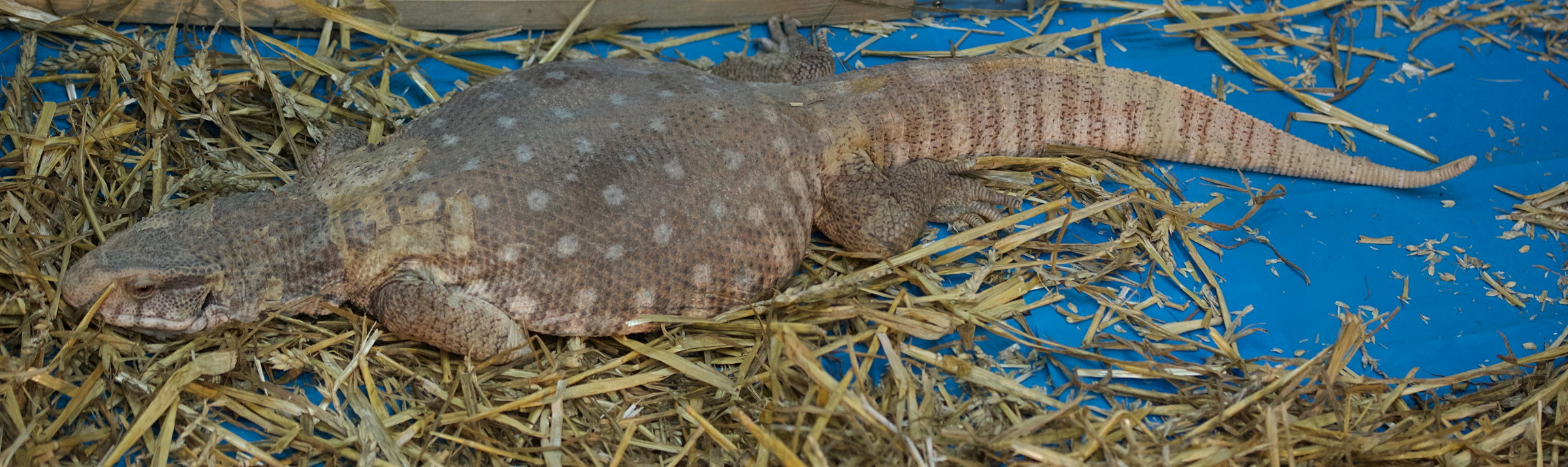 varanus_exanthematicus1md