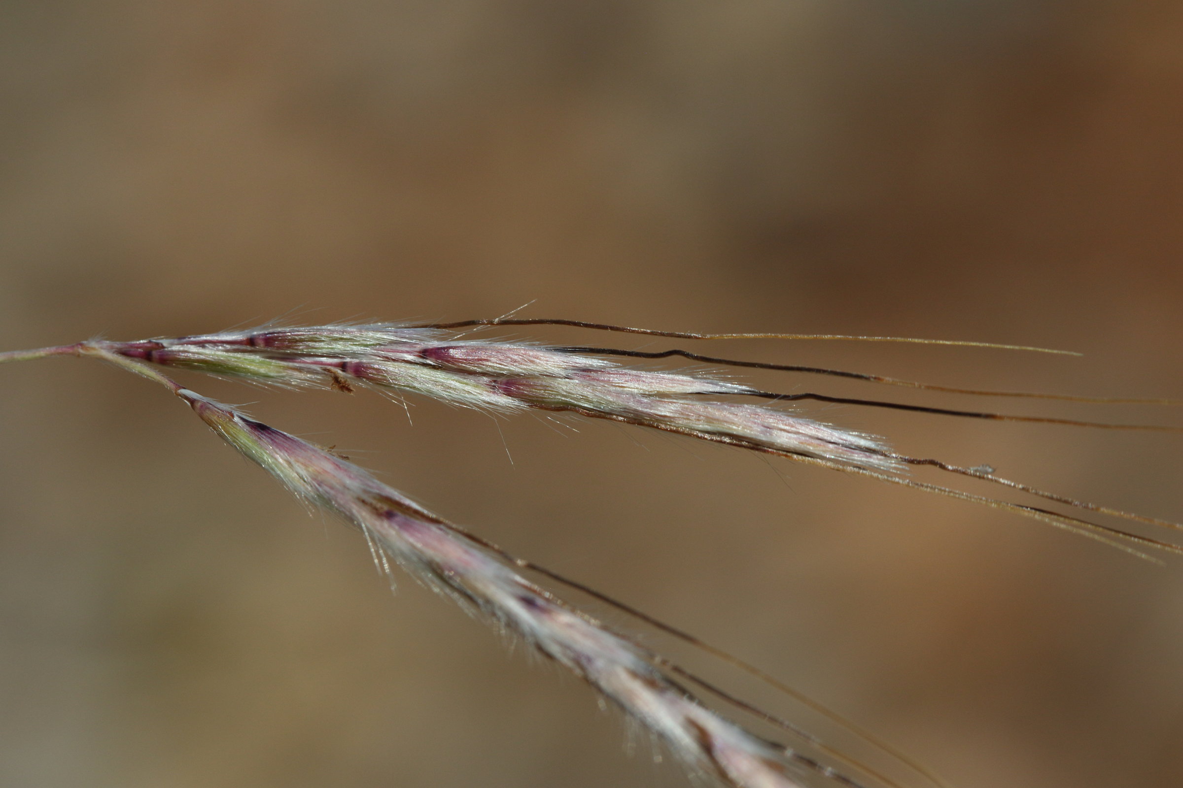 andropogon_distachyos1bd
