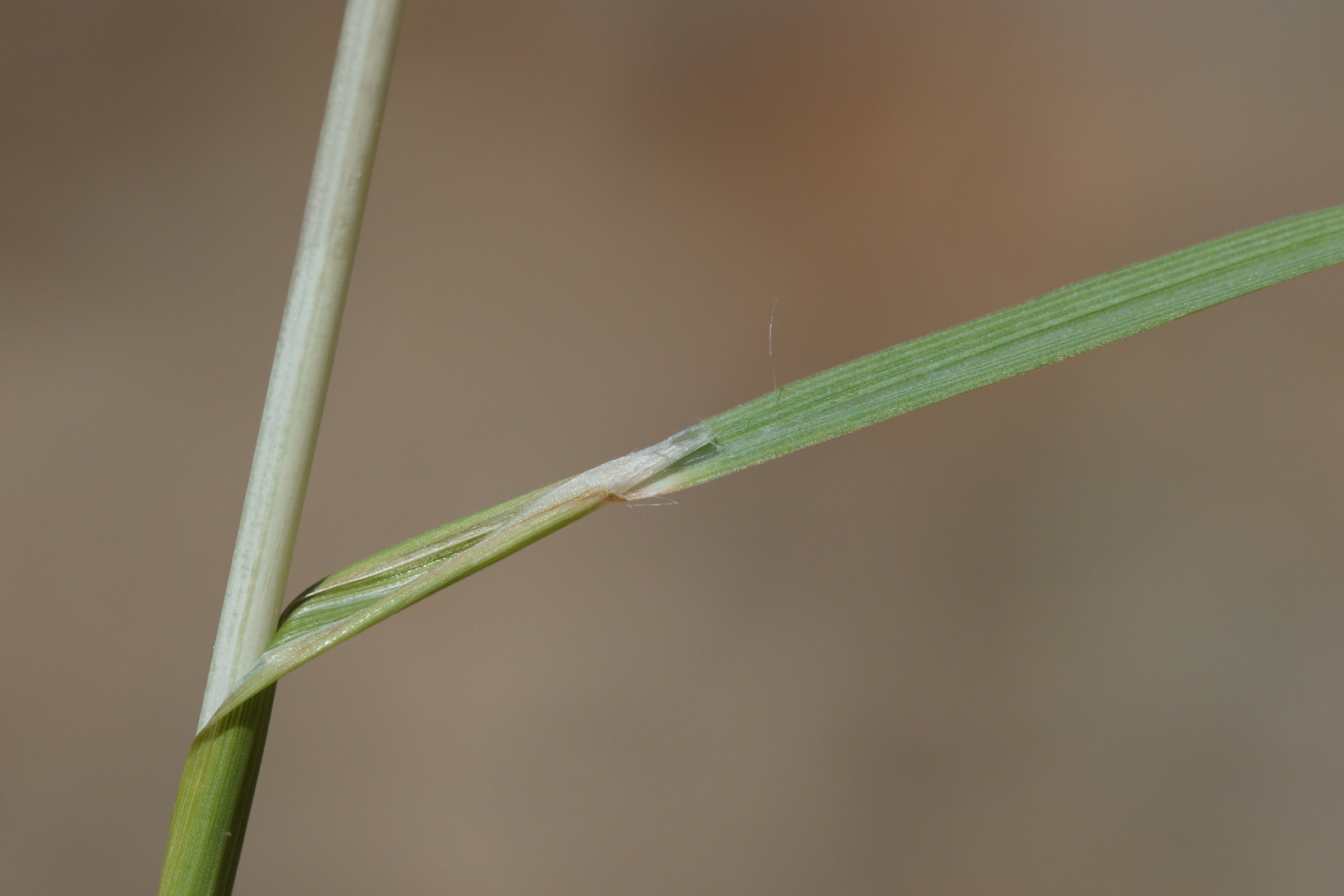 andropogon_distachyos2bd