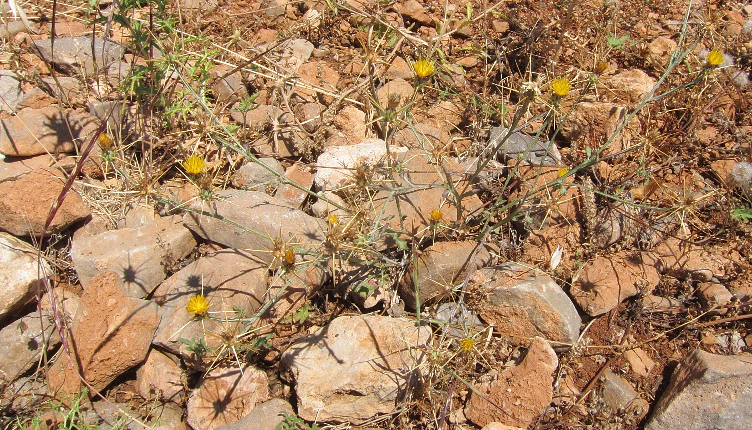 Afficher le média centaurea_idaea2bd centaurea_idaea2bd