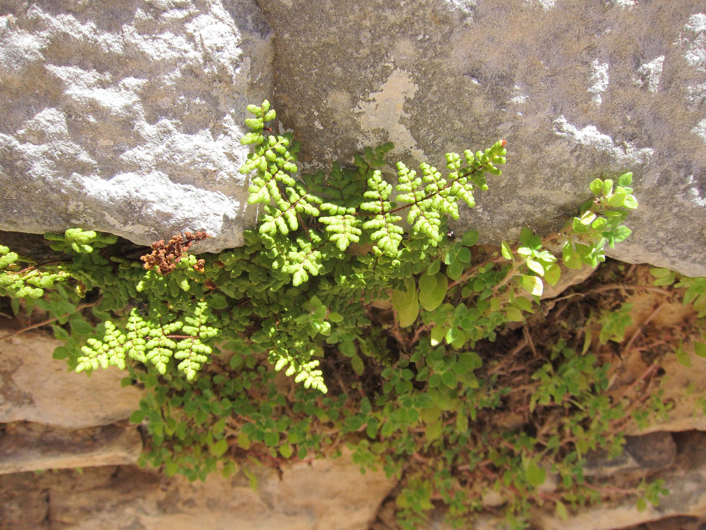 Afficher le média cheilanthes_acrosticha1bd cheilanthes_acrosticha1bd