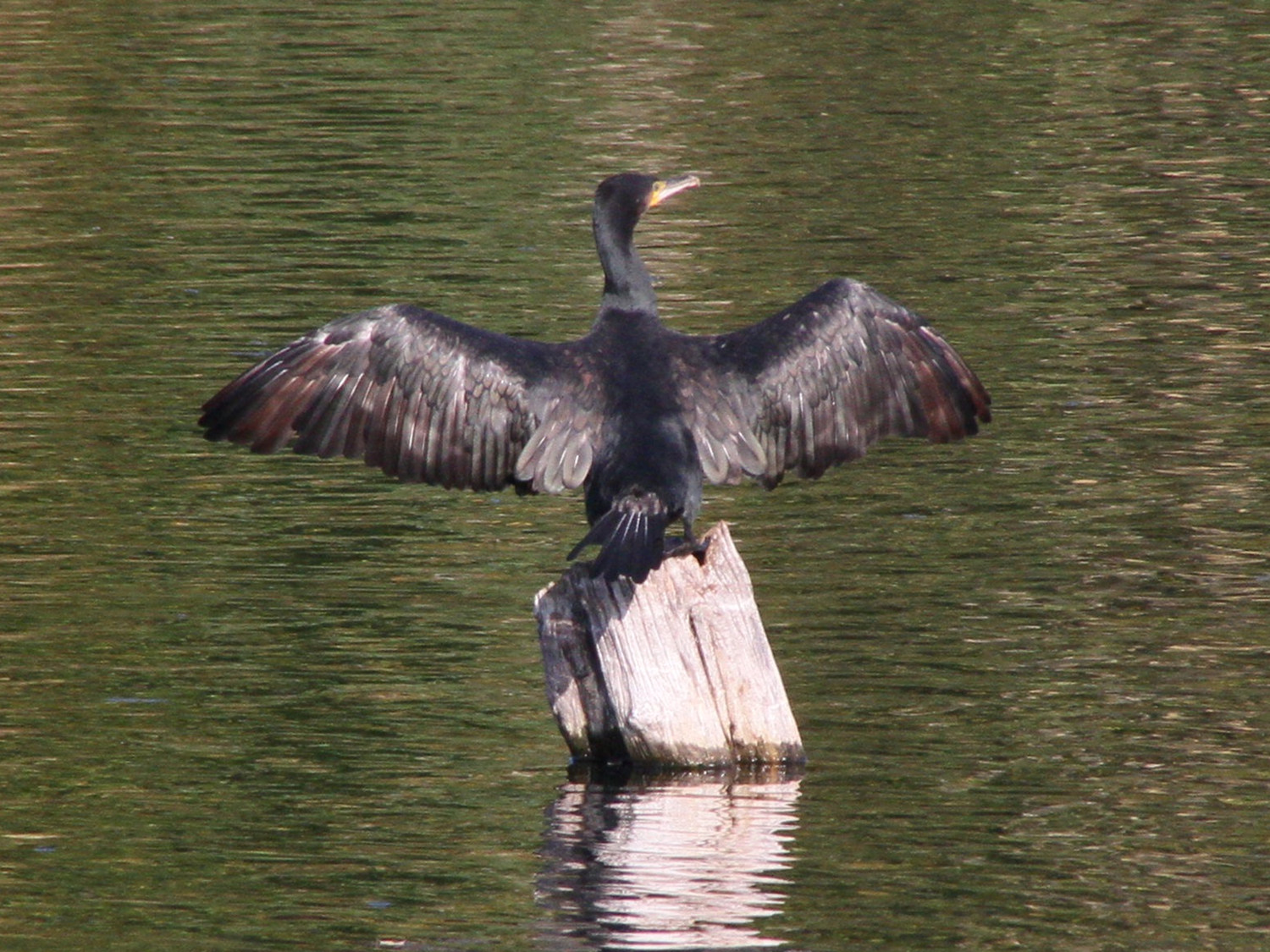 grand_cormoran_-_phalacrocorax_carbo10md