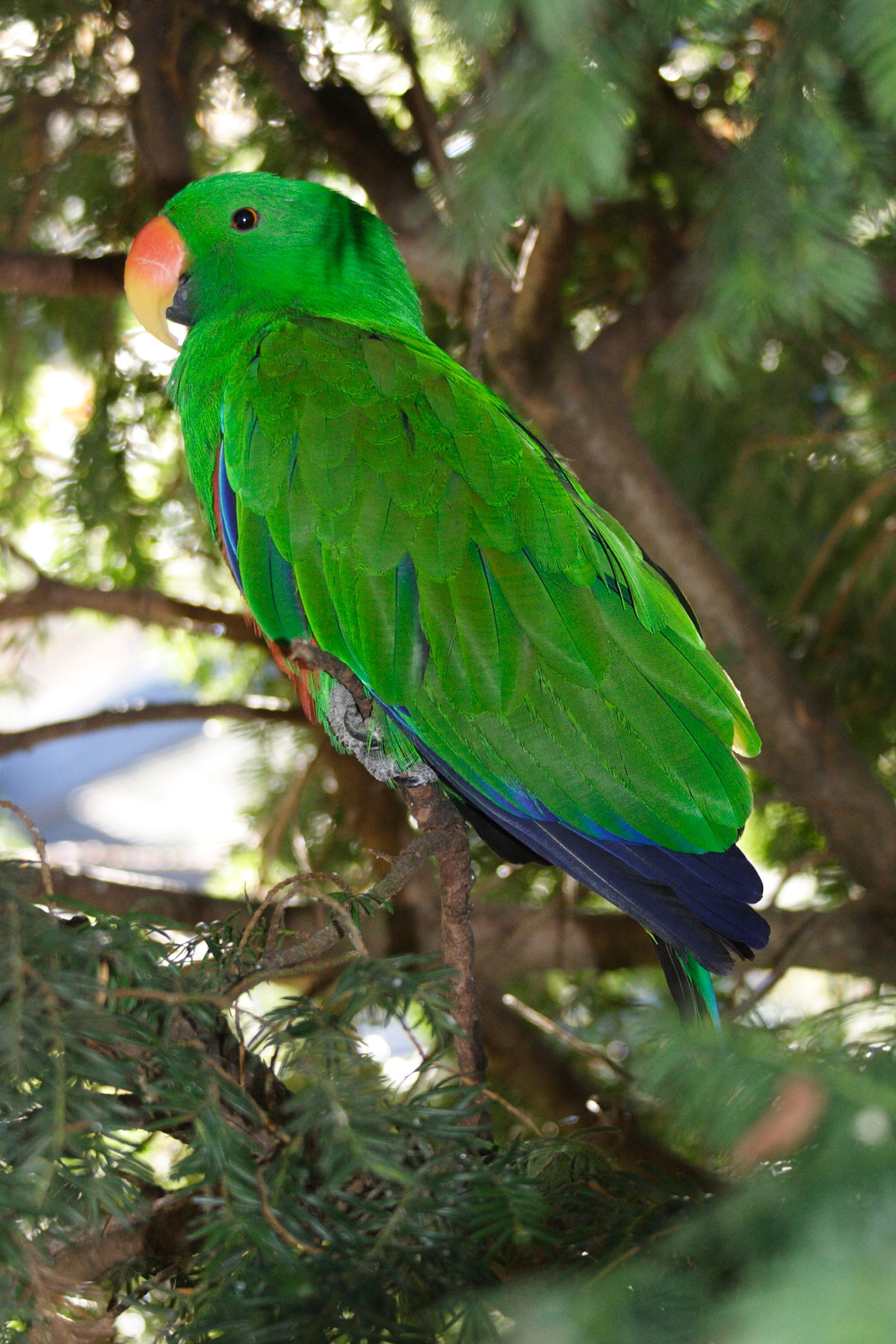Afficher le média grand_eclectus_-_eclectus_roratus_polychloros1md grand_eclectus_-_eclectus_roratus_polychloros1md