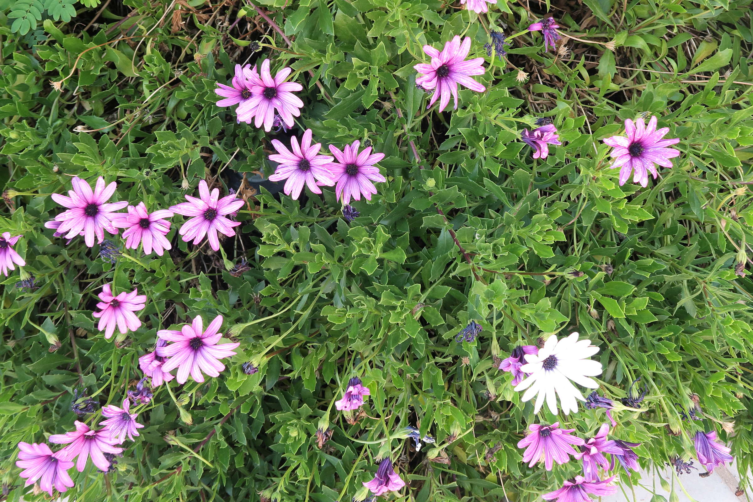 osteospermum_fruticosum1md