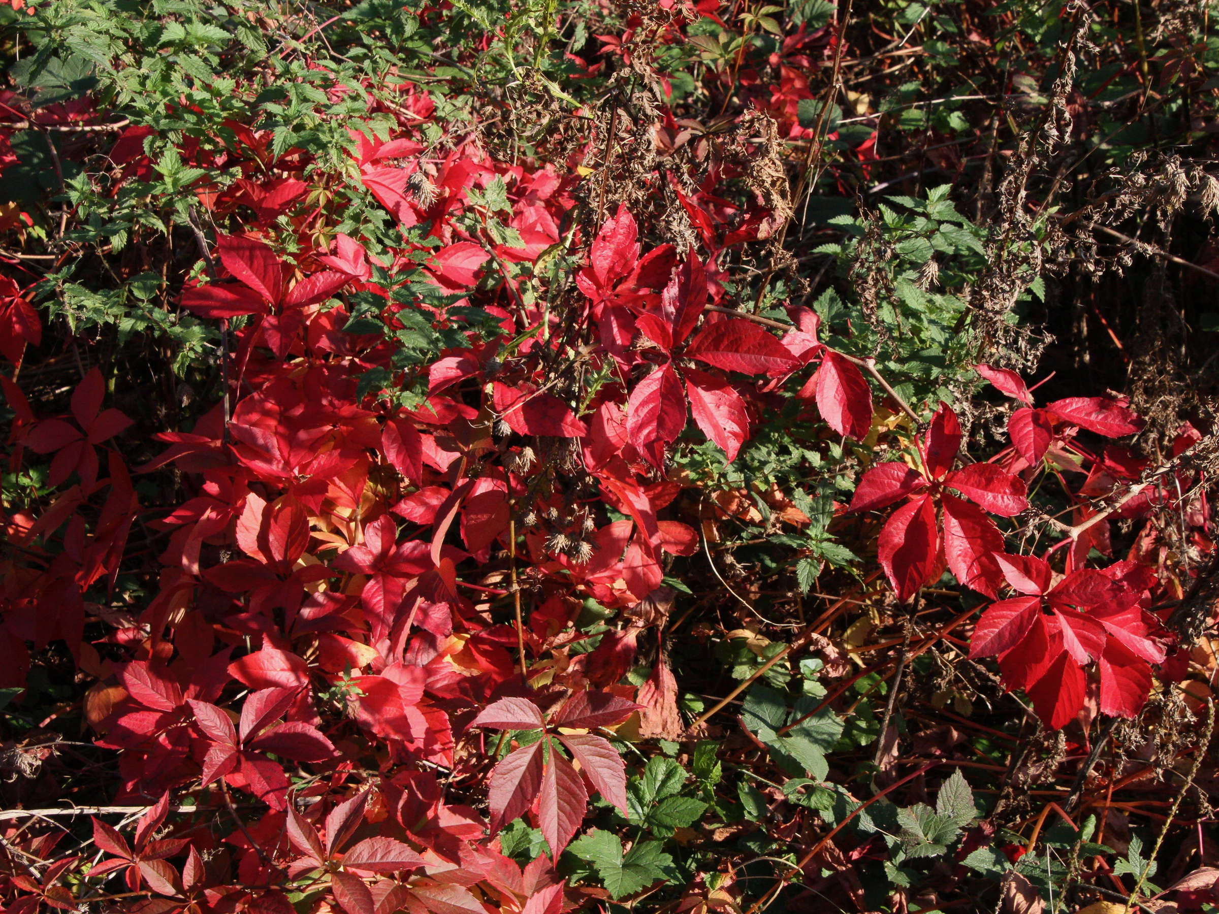 Afficher le média parthenocissus_inserta4md parthenocissus_inserta4md