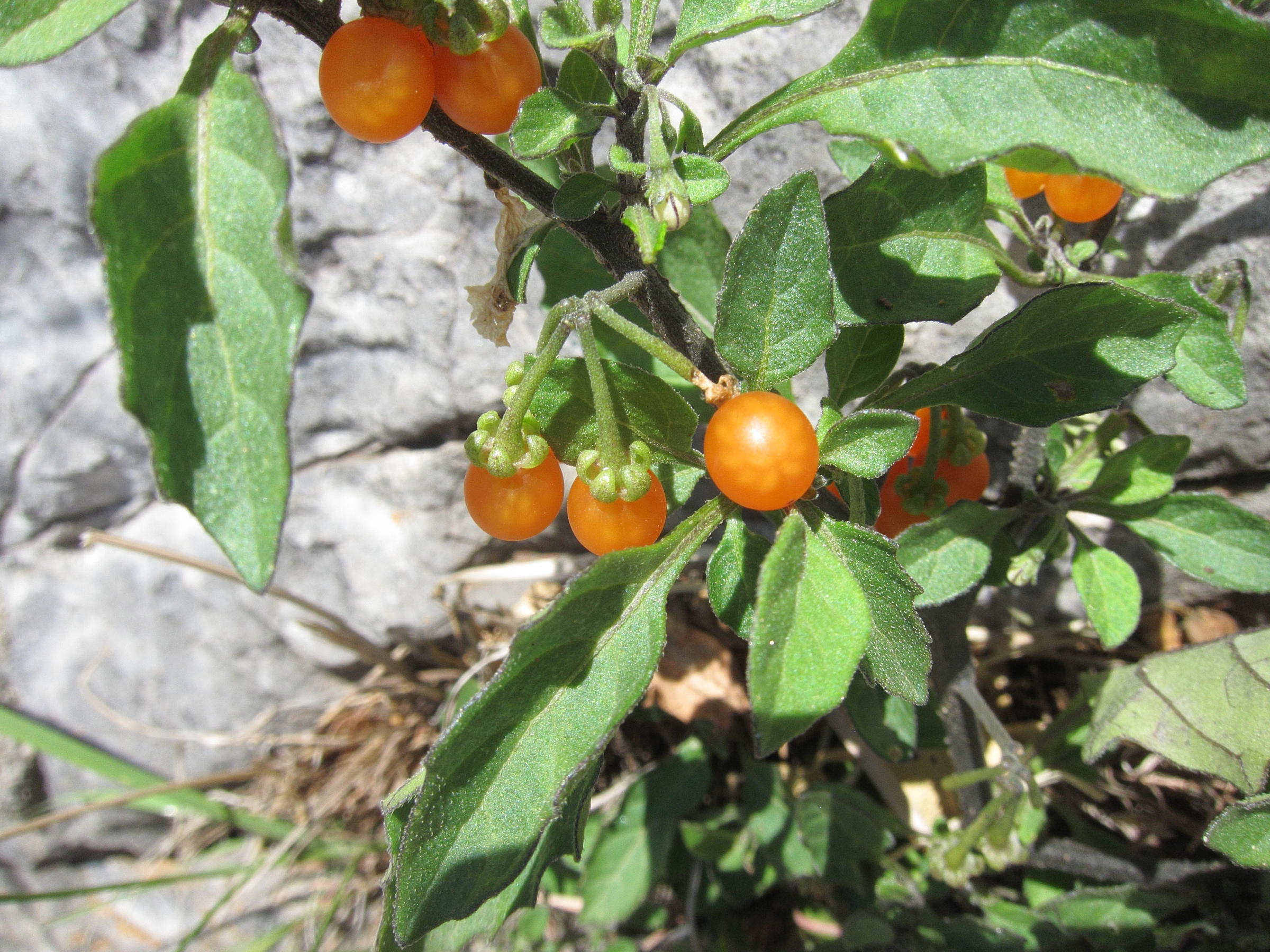 Afficher le média solanum_nigrum_villosum2bd solanum_nigrum_villosum2bd