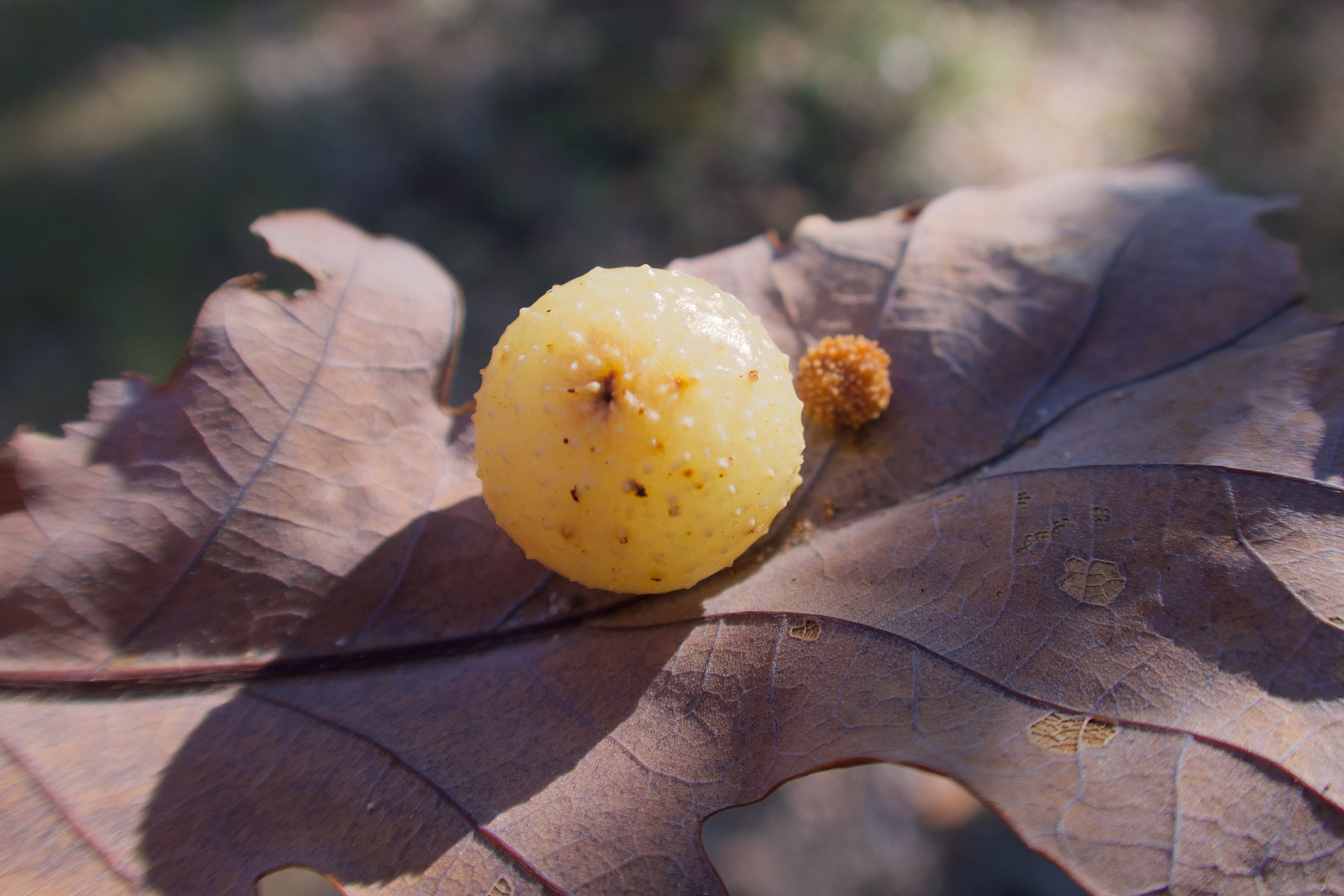 Sysbio, Base de données de systématique Cynips quercusfolii (Cynips des gallescerises du