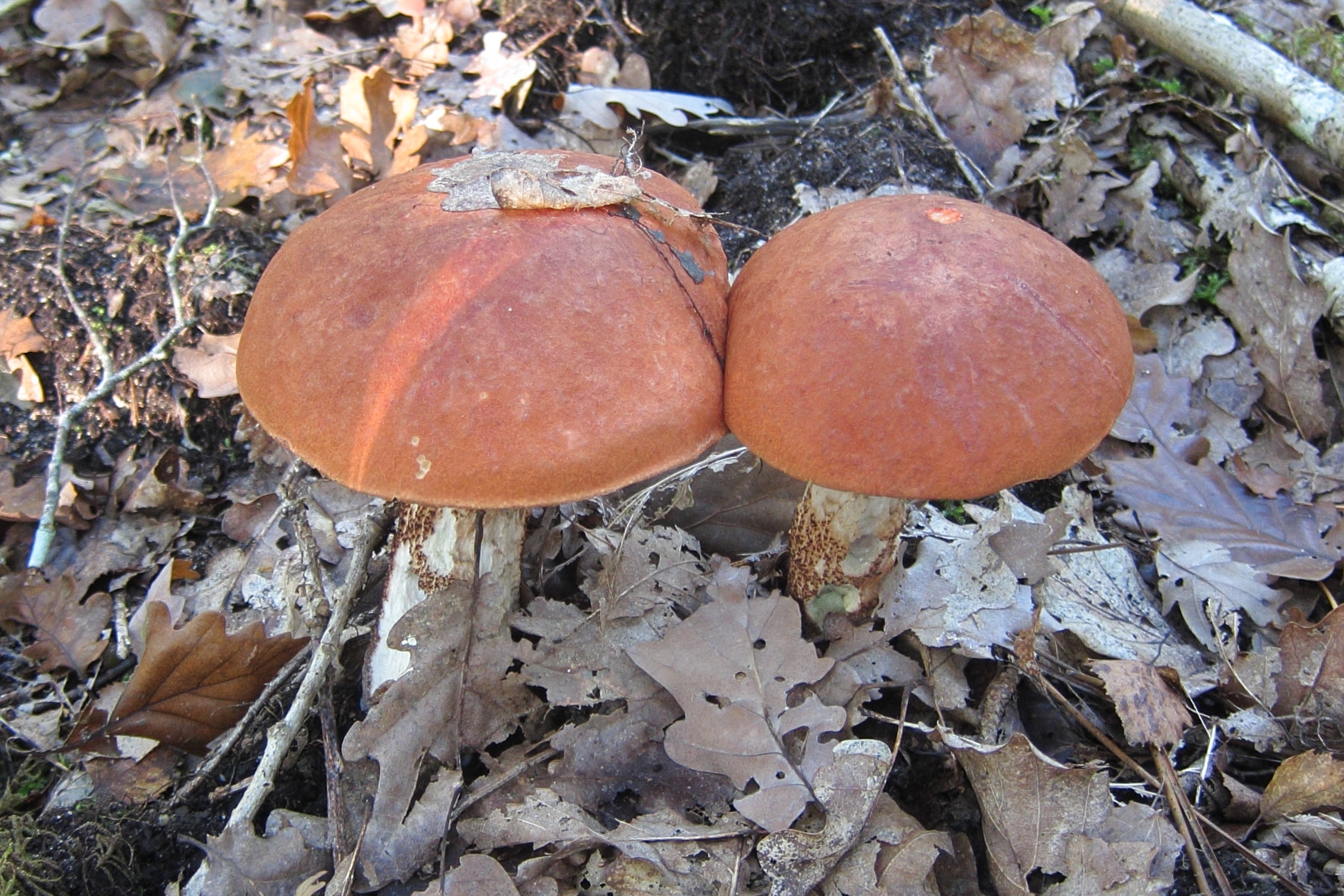 leccinum_quercinum1bd