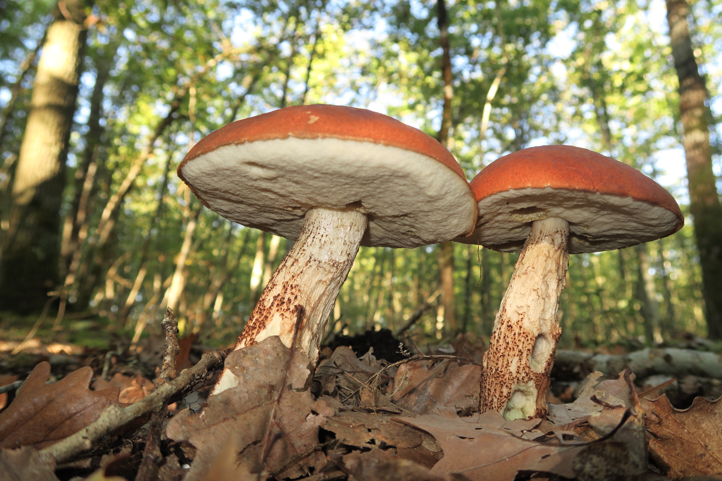 leccinum_quercinum2md