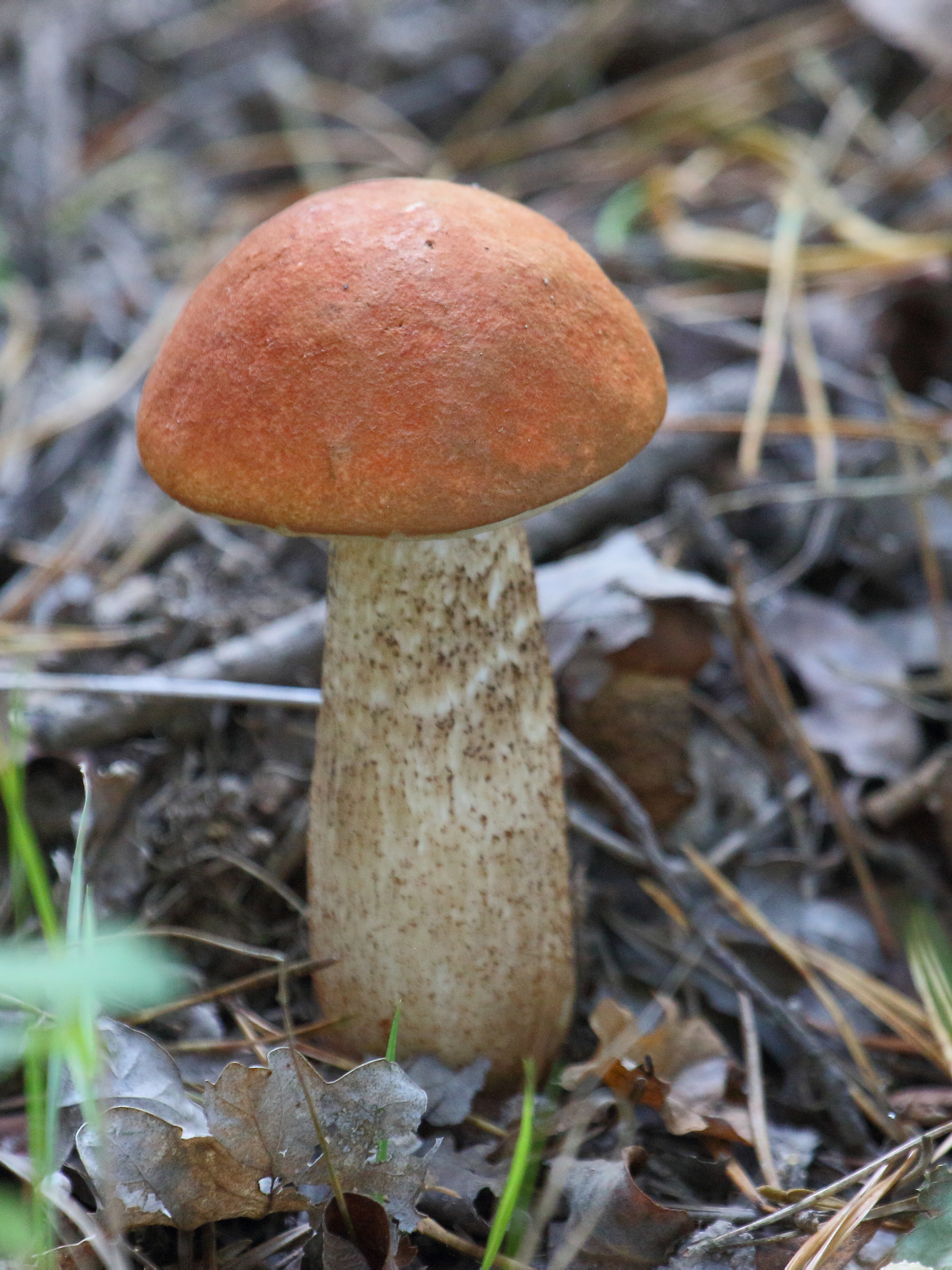 leccinum_quercinum3bd