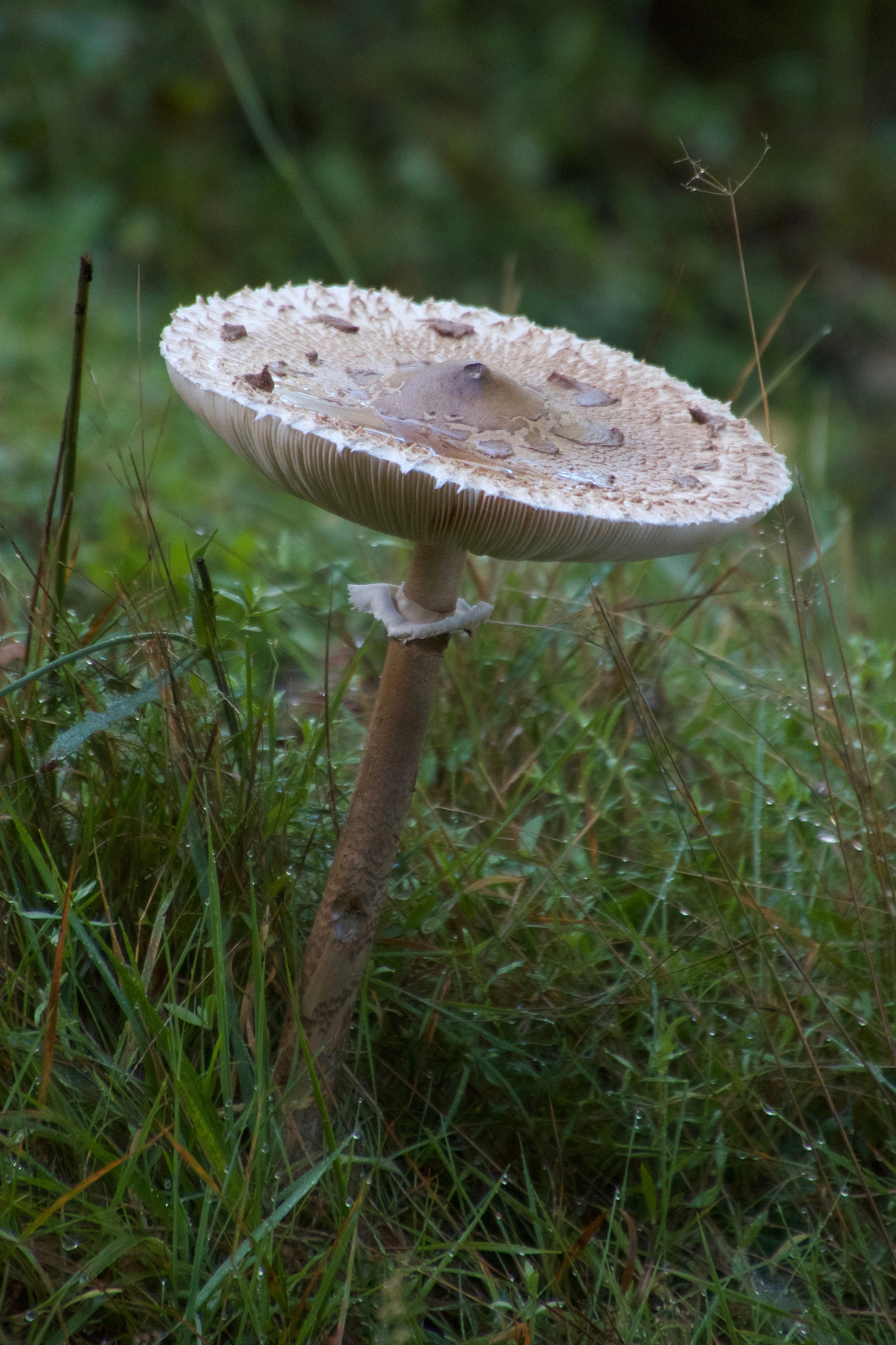 macrolepiota_procera10md