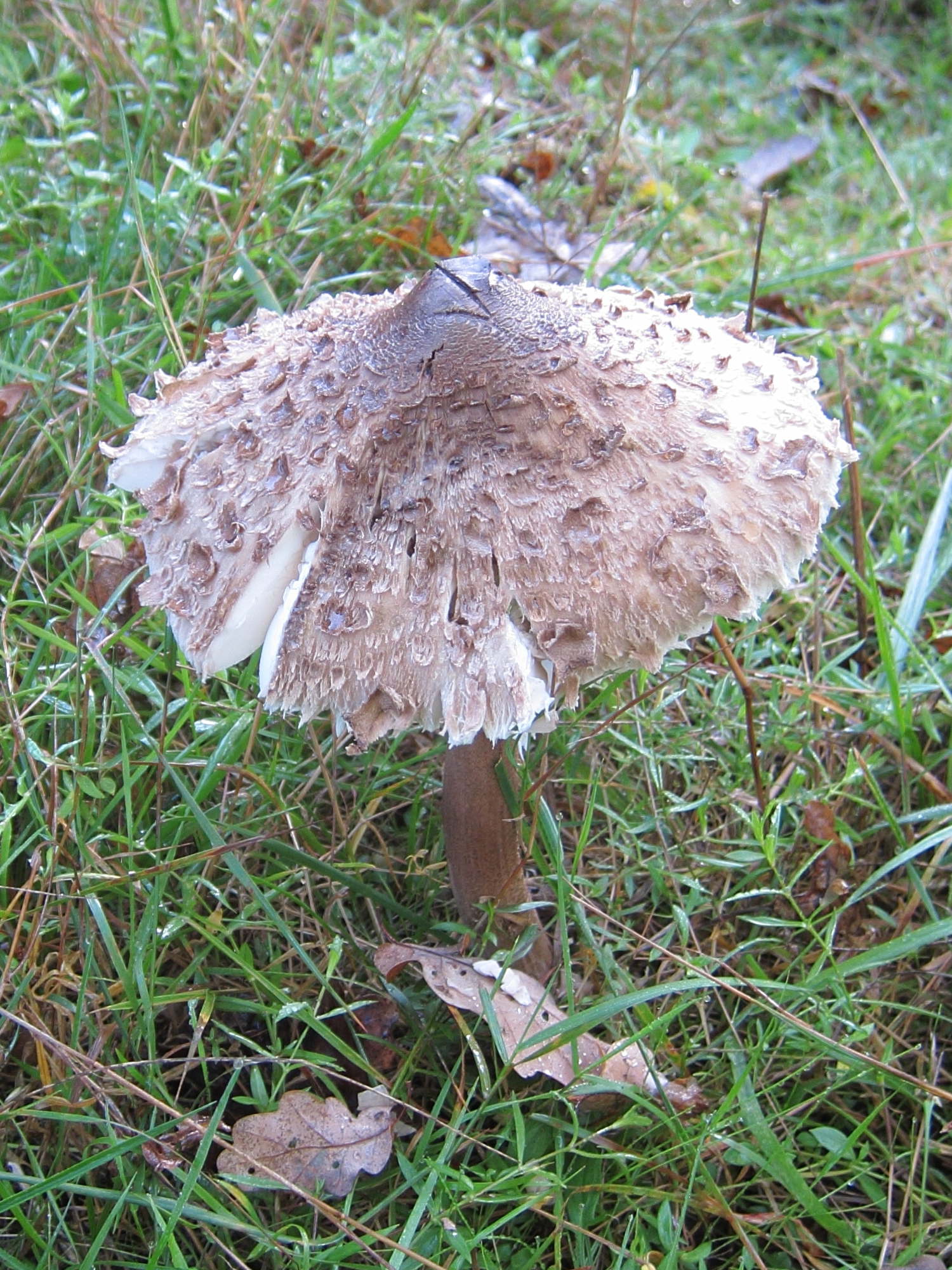 macrolepiota_procera11bd