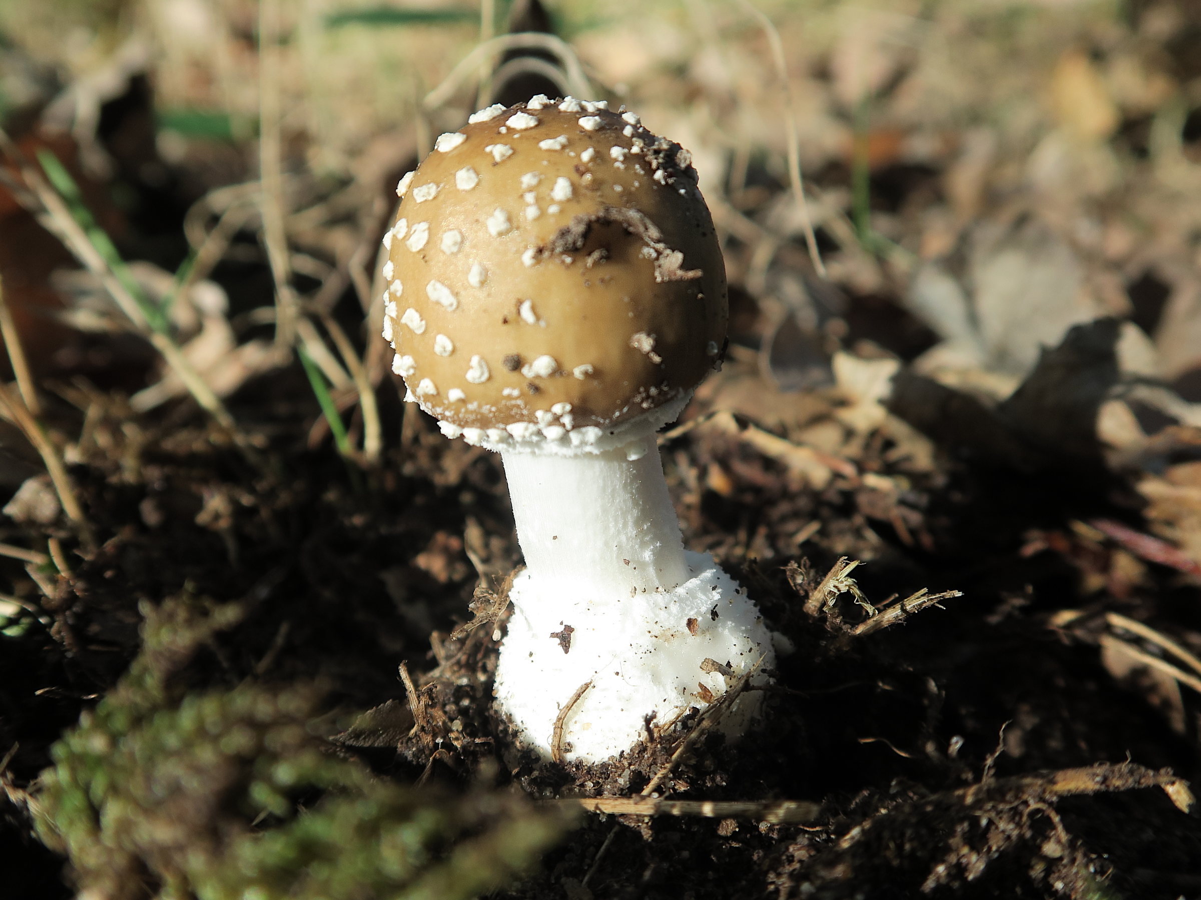 amanita_pantherina1md