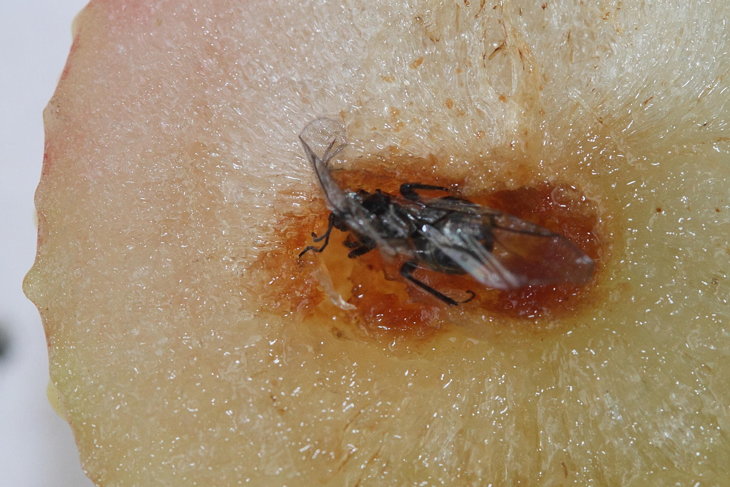 Afficher le média cynips_quercusfolii1md cynips_quercusfolii1md