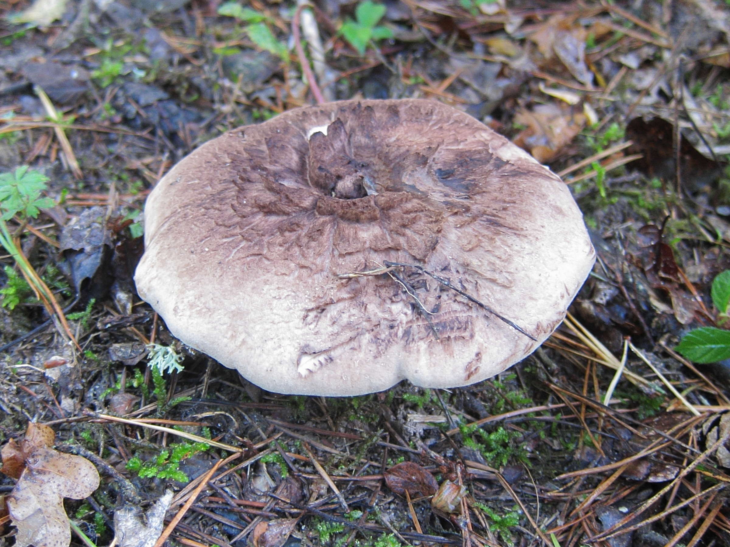 Afficher le média sarcodon_imbricatus1 sarcodon_imbricatus1