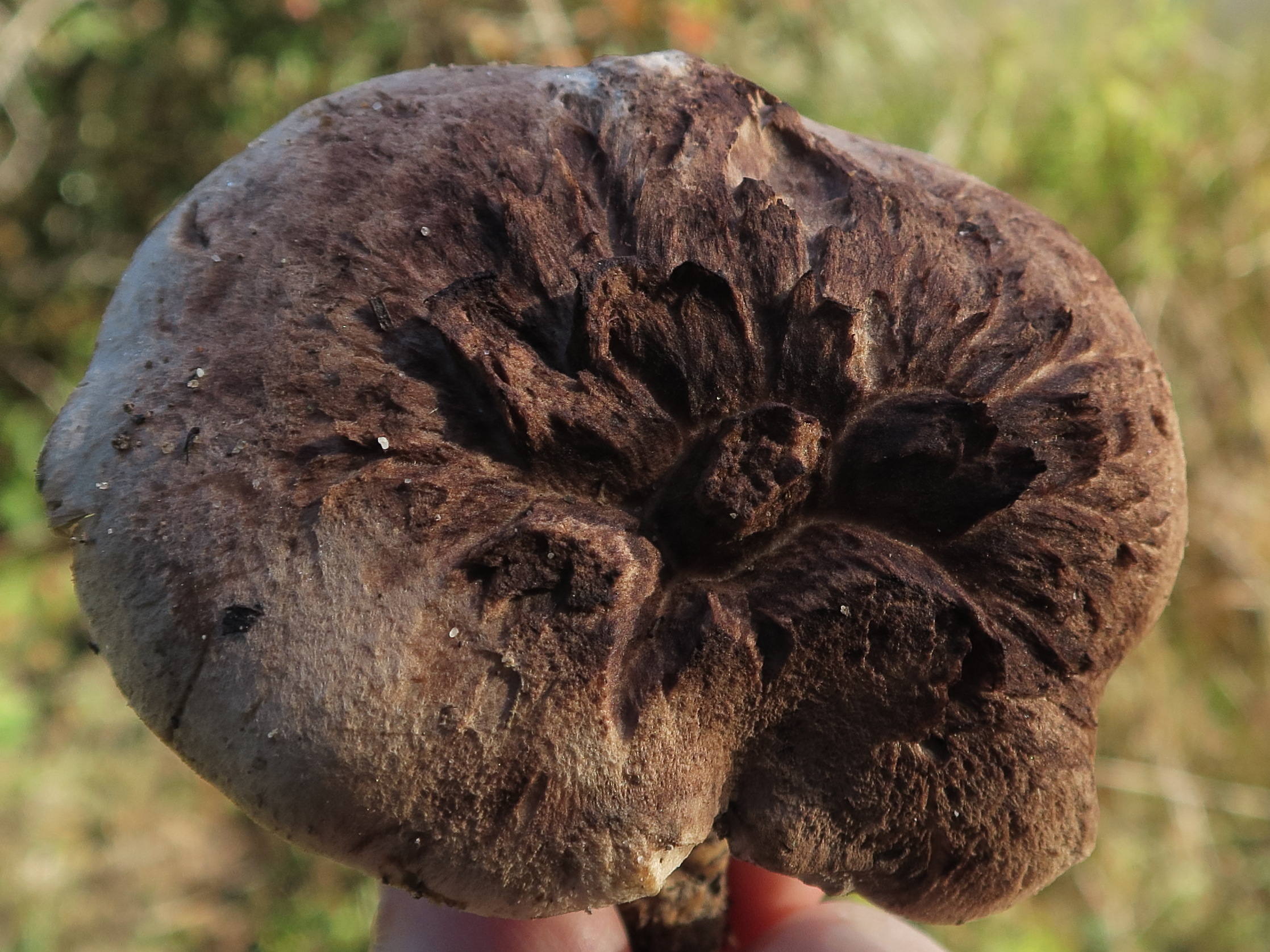 Afficher le média sarcodon_imbricatus2 sarcodon_imbricatus2