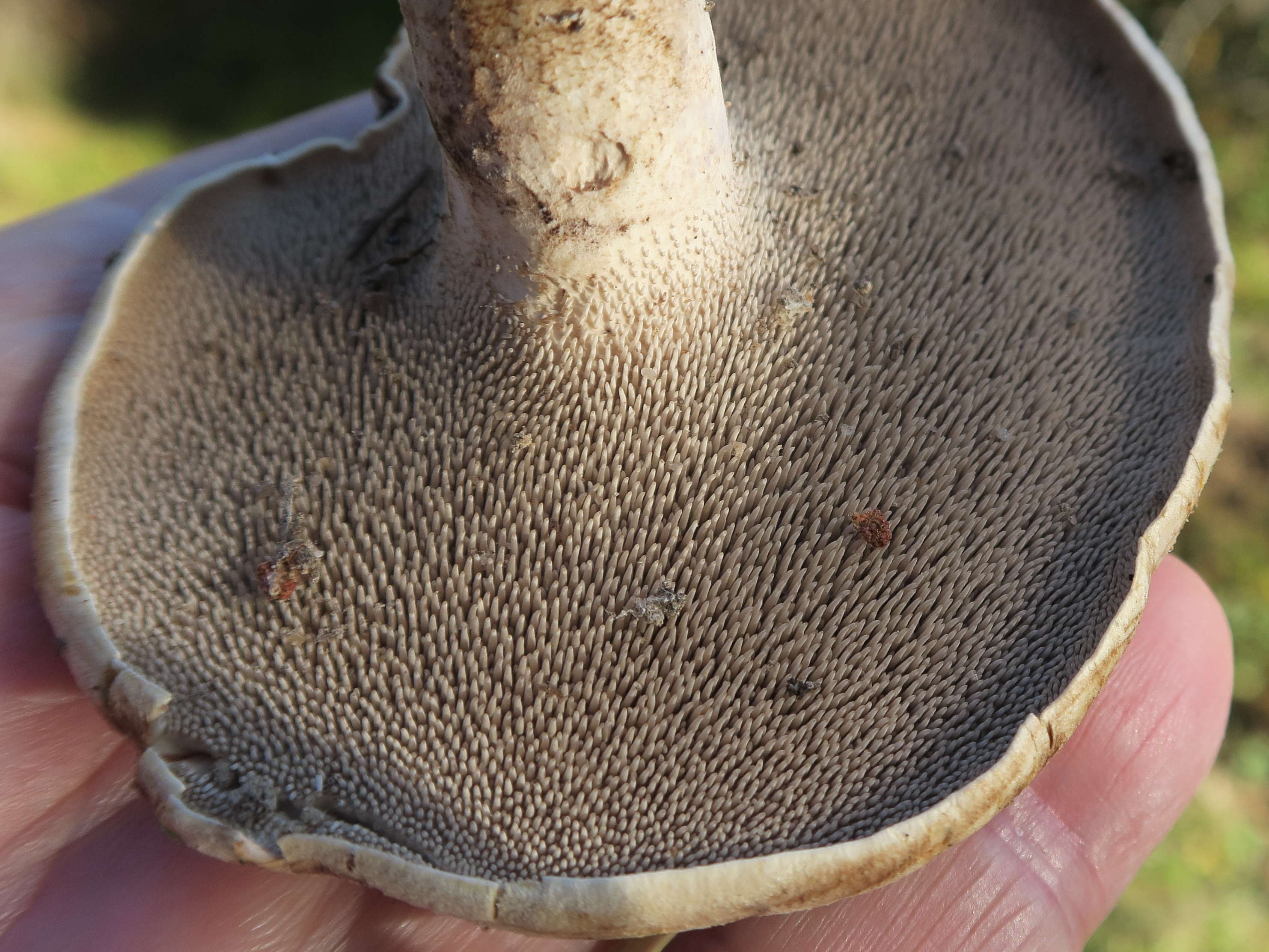 Afficher le média sarcodon_imbricatus2md sarcodon_imbricatus2md