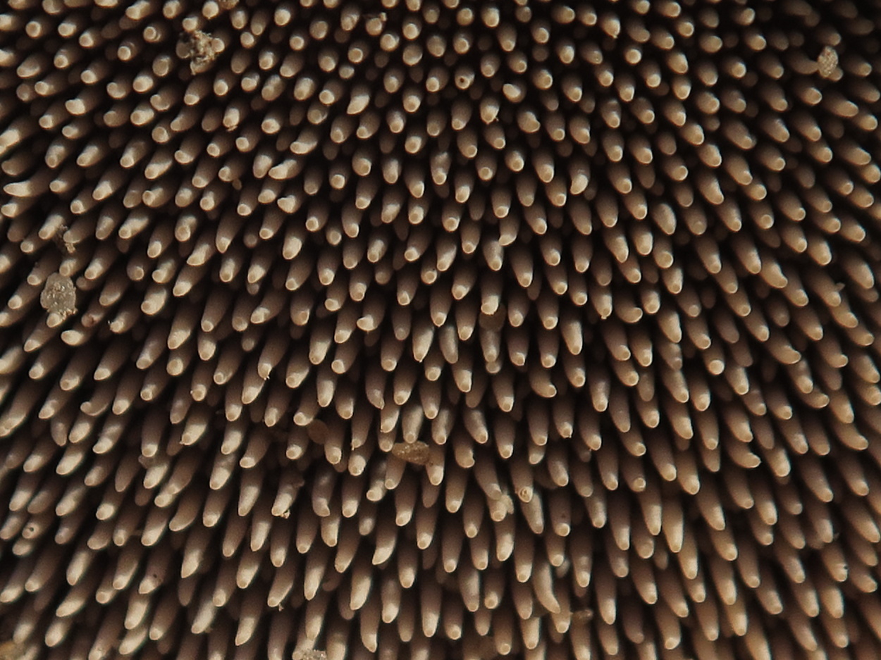 Afficher le média sarcodon_imbricatus3md sarcodon_imbricatus3md