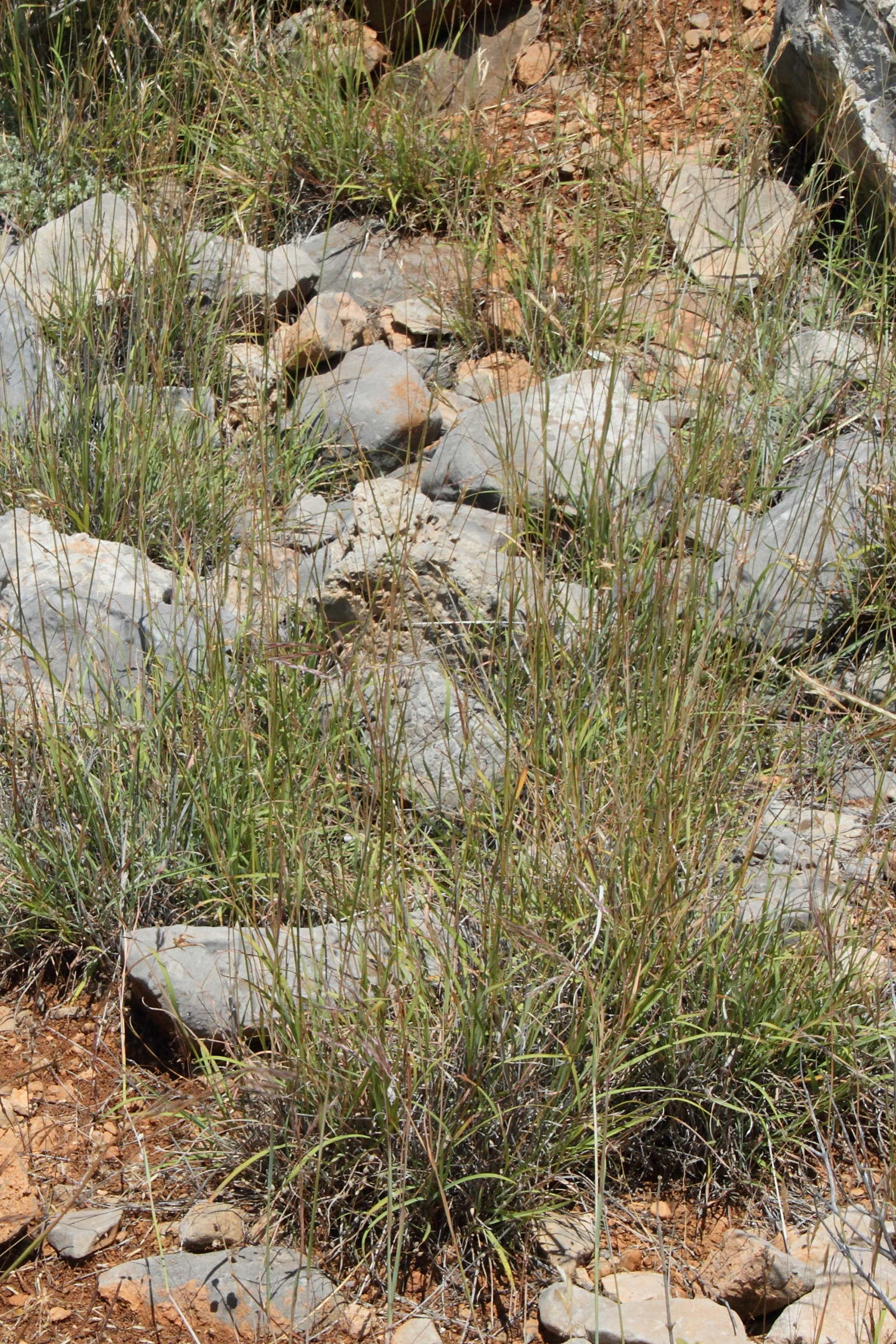 andropogon_distachyum3md