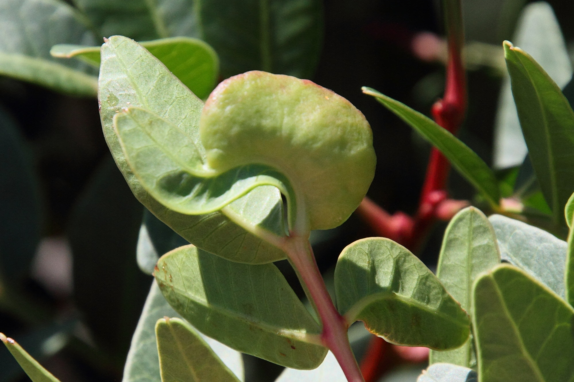 aploneura_lentisci2md