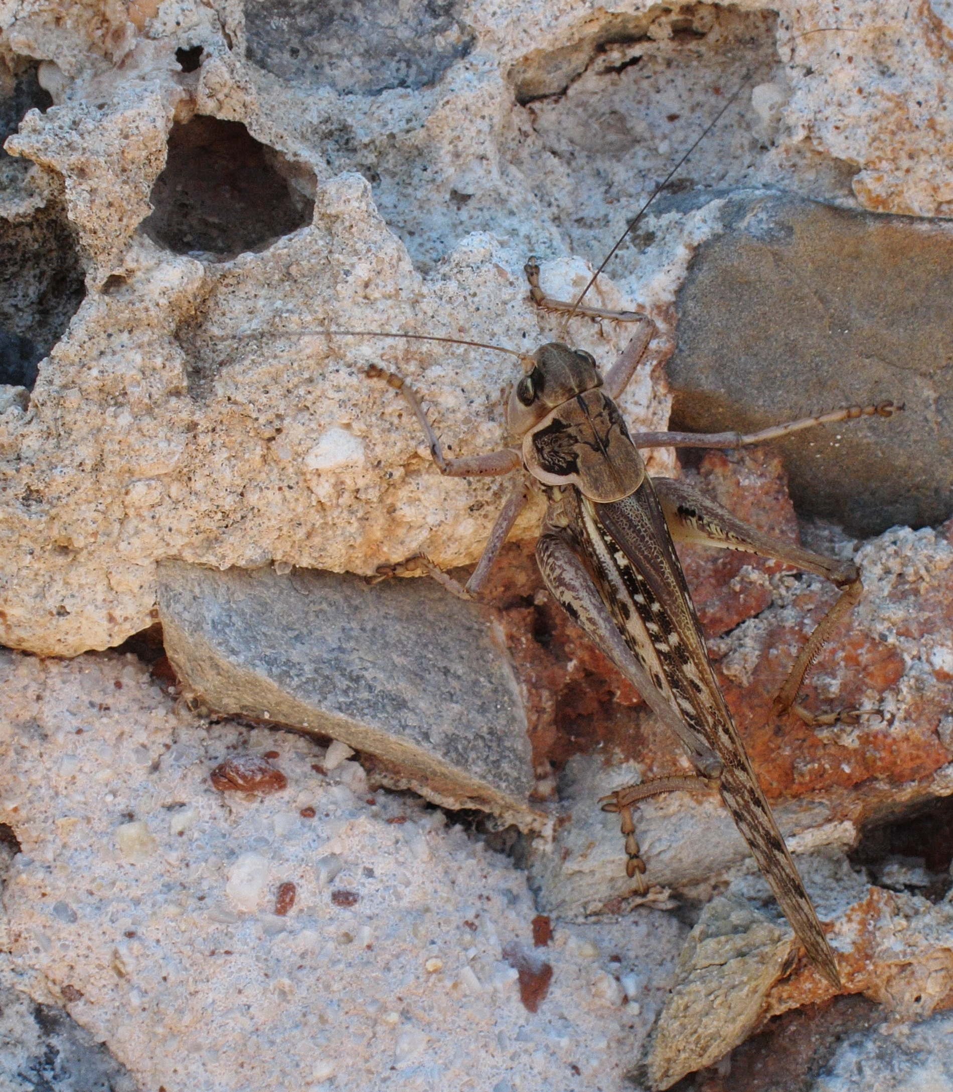 decticus_albifrons3bd