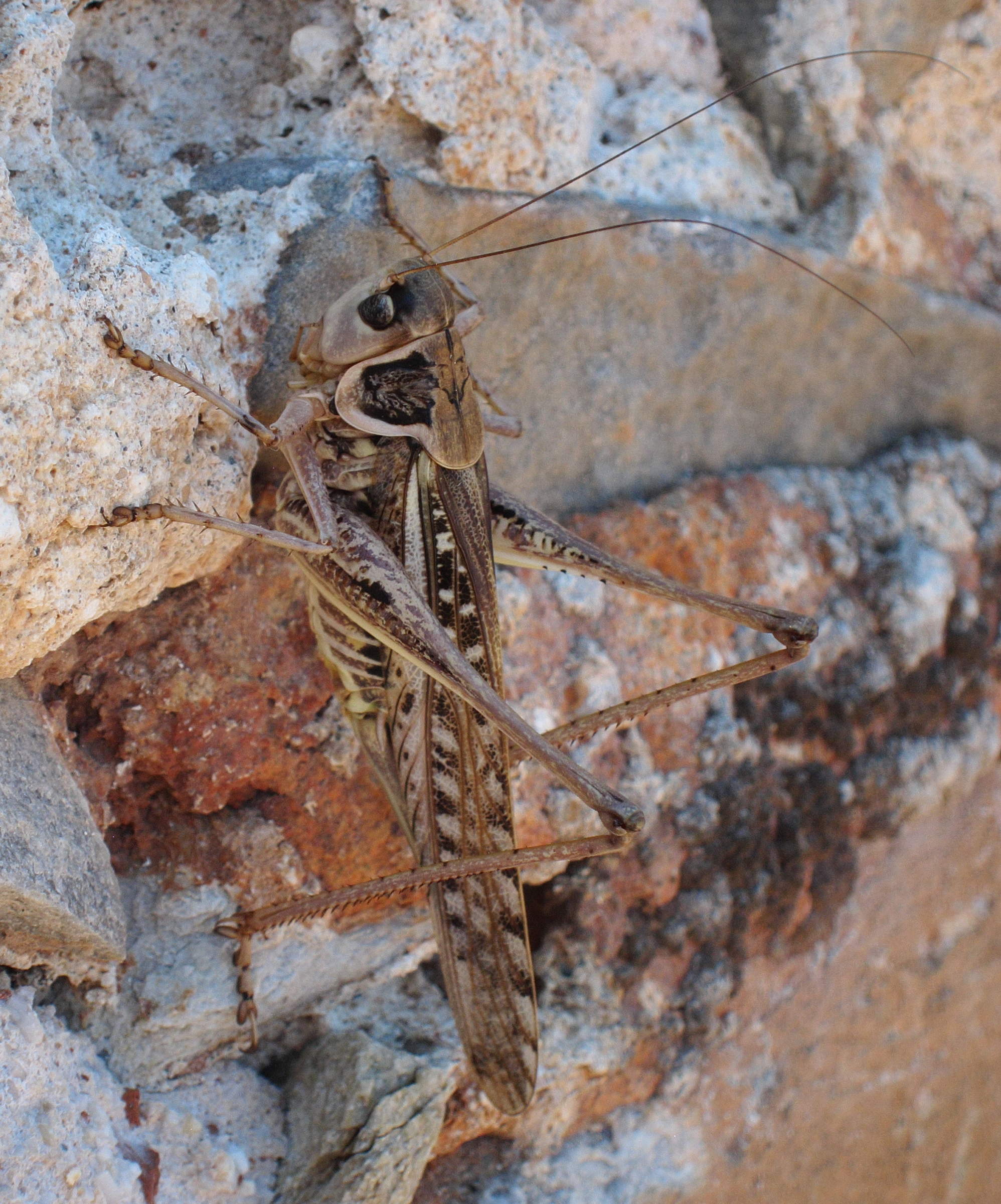 decticus_albifrons4bd