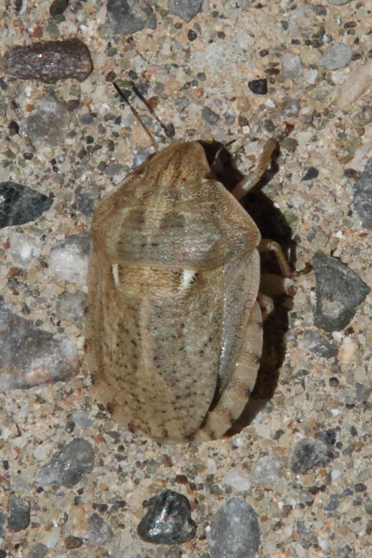 eurygaster_austriaca3md