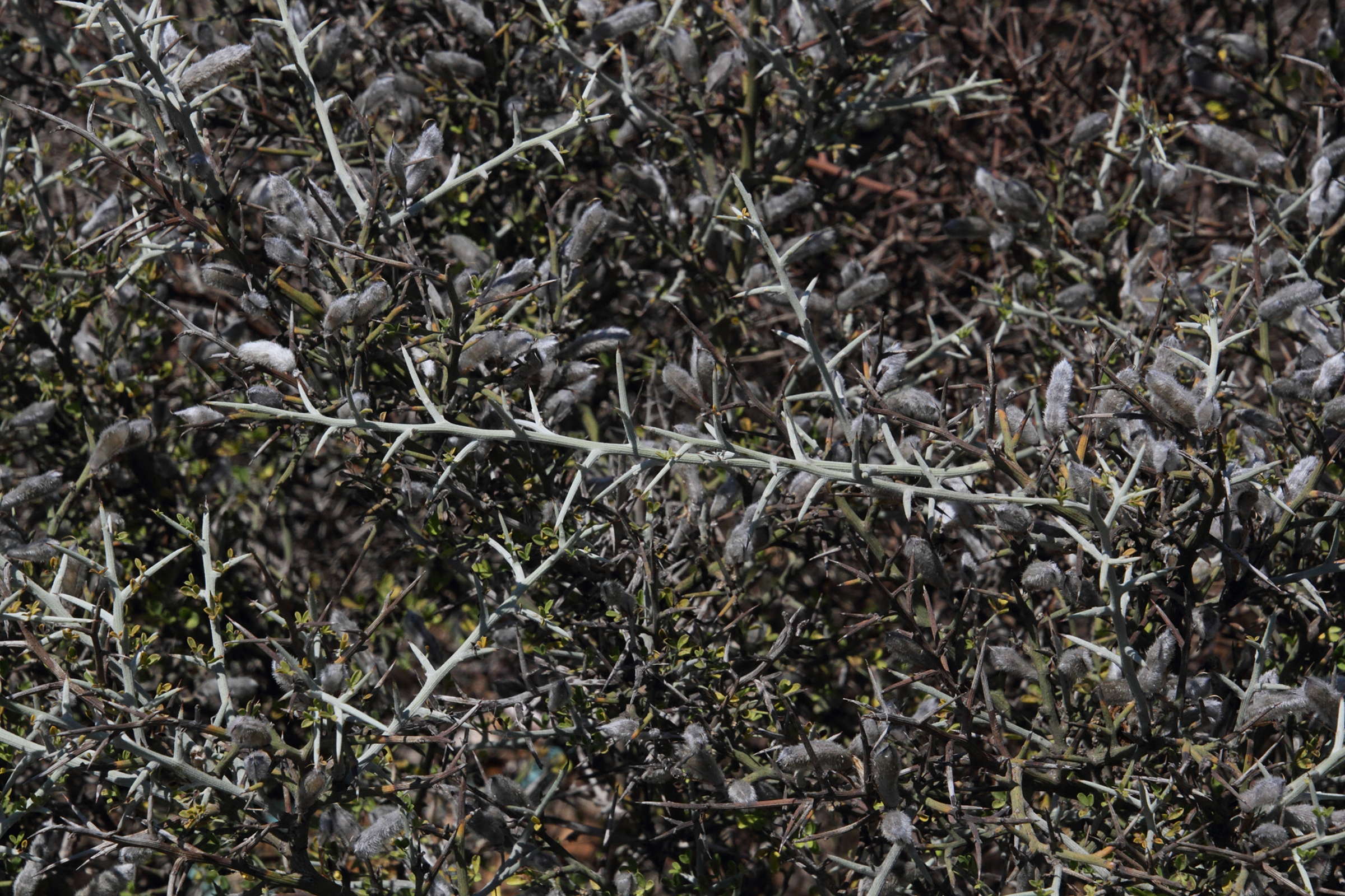 genista_acanthoclada4md