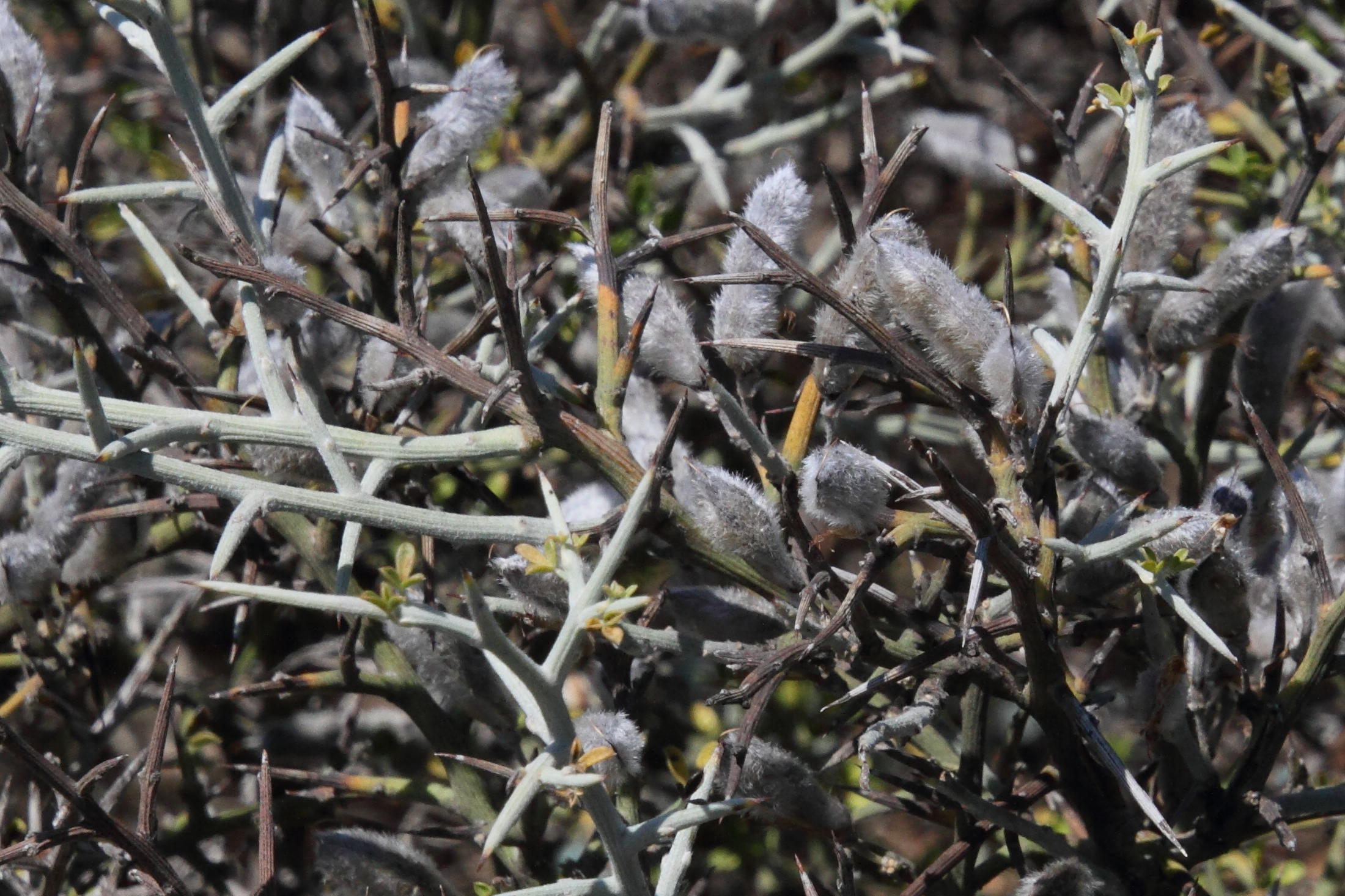 genista_acanthoclada5md