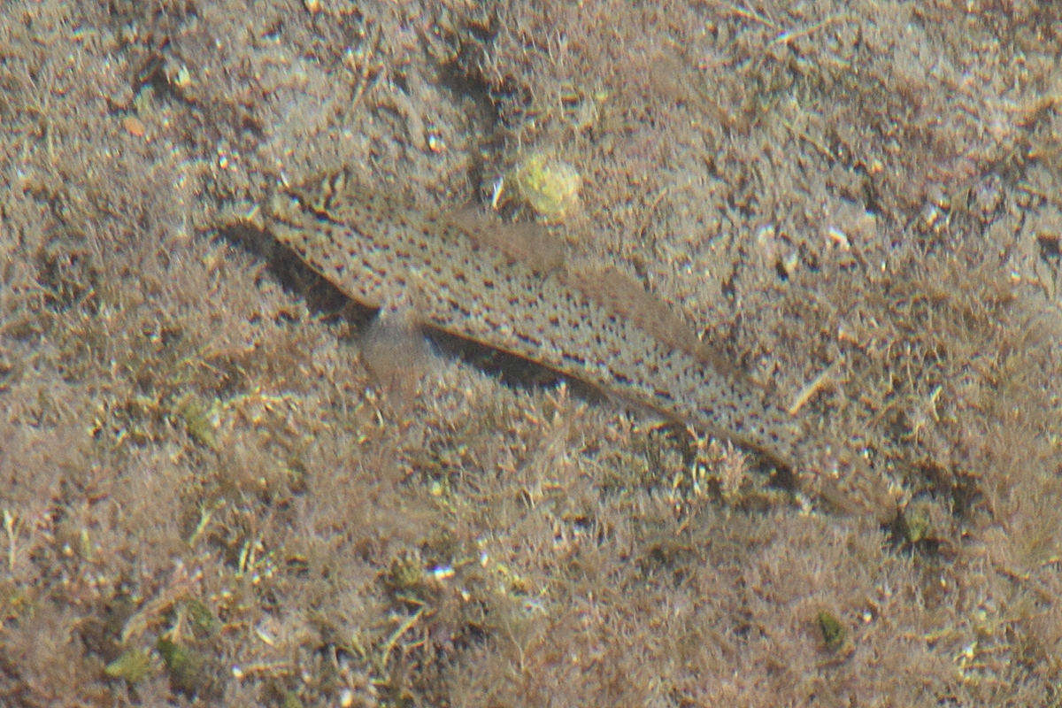 gobius_incognitus1md