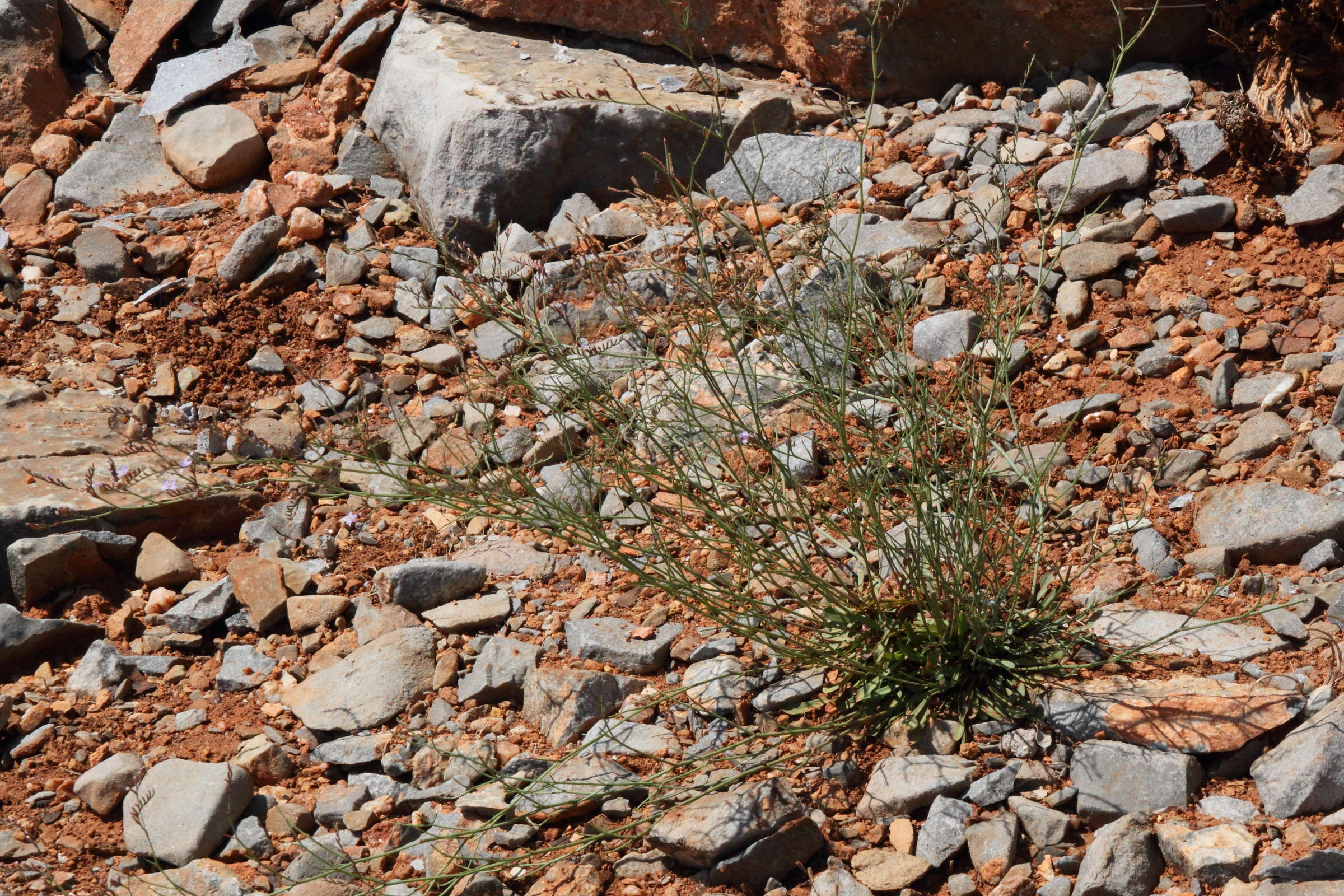 Afficher le média limonium_bellidifolium1md limonium_bellidifolium1md