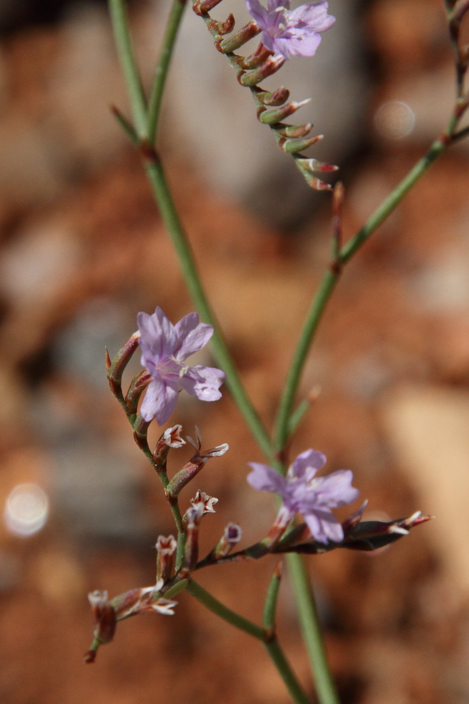 Afficher le média limonium_bellidifolium2md limonium_bellidifolium2md