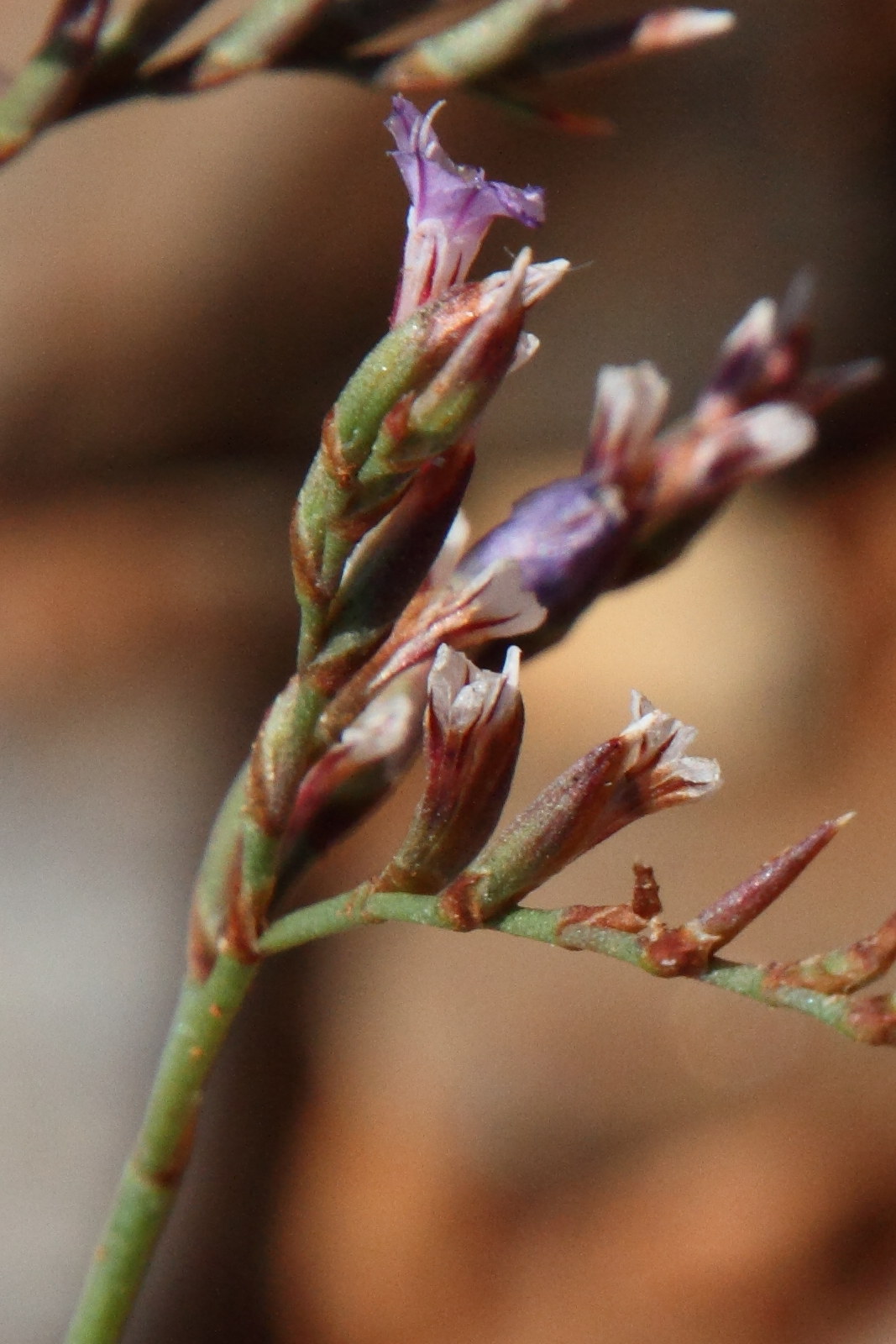 Afficher le média limonium_bellidifolium3md limonium_bellidifolium3md