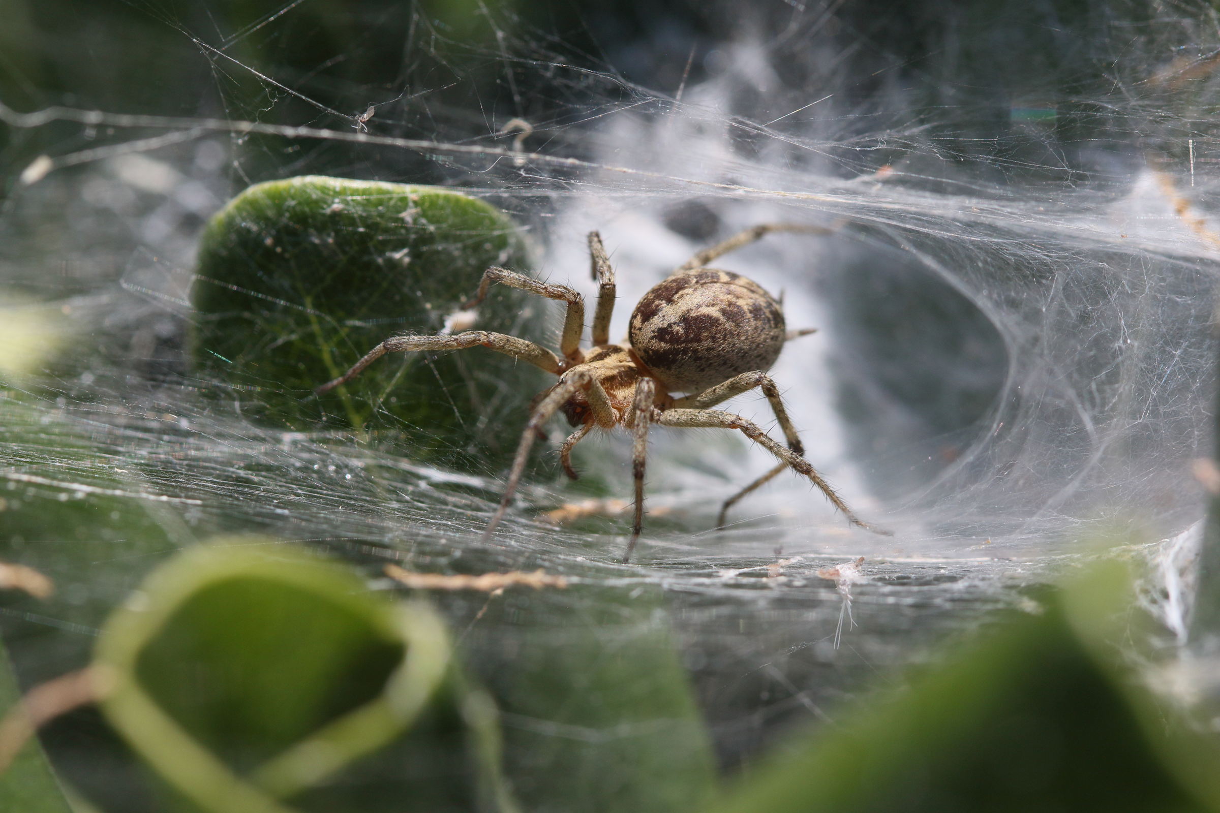 agelena_labyrinthica6bd