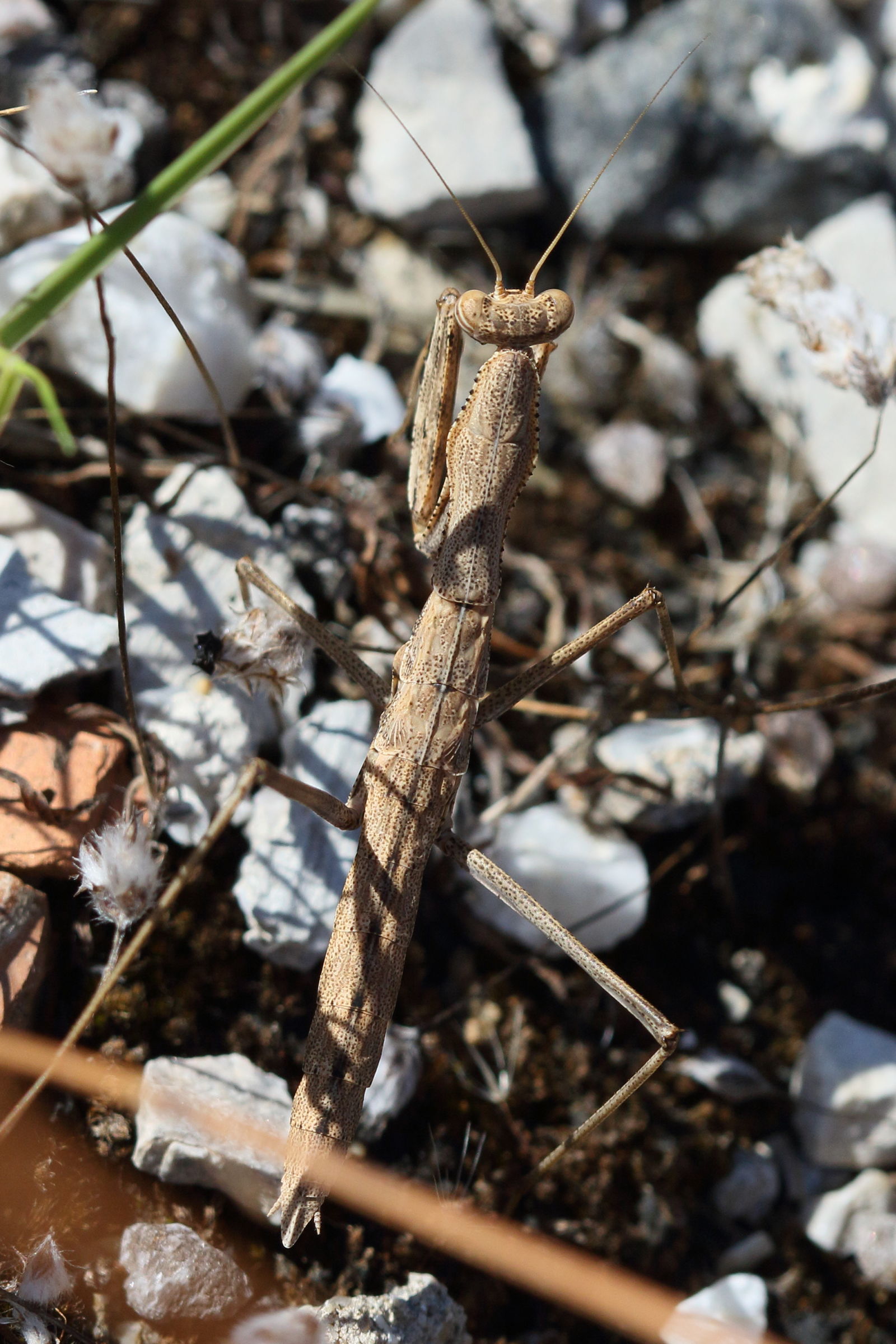 bolivaria_brachyptera1bd