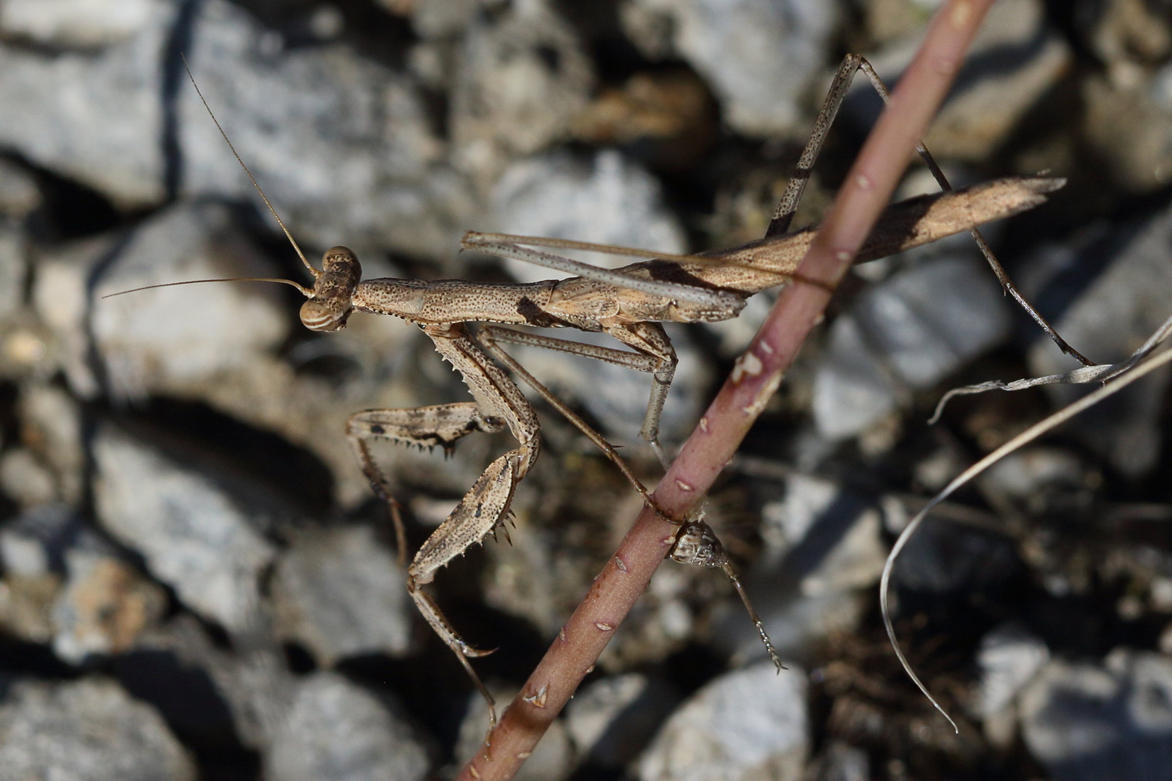 bolivaria_brachyptera2bd