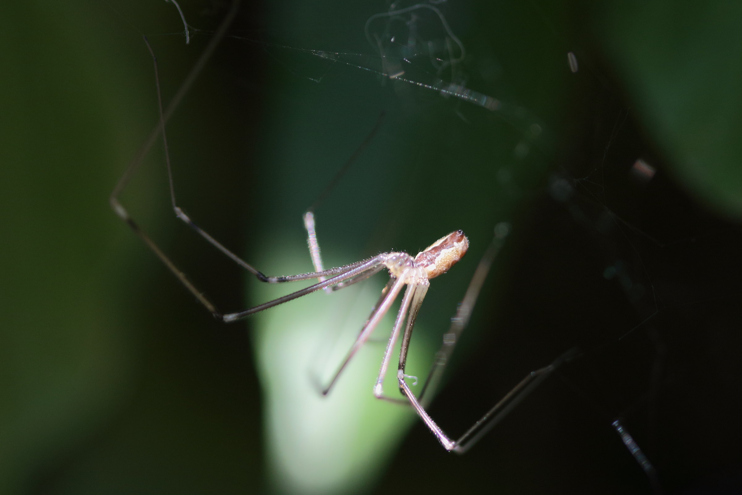 holocnemus_pluchei3bd