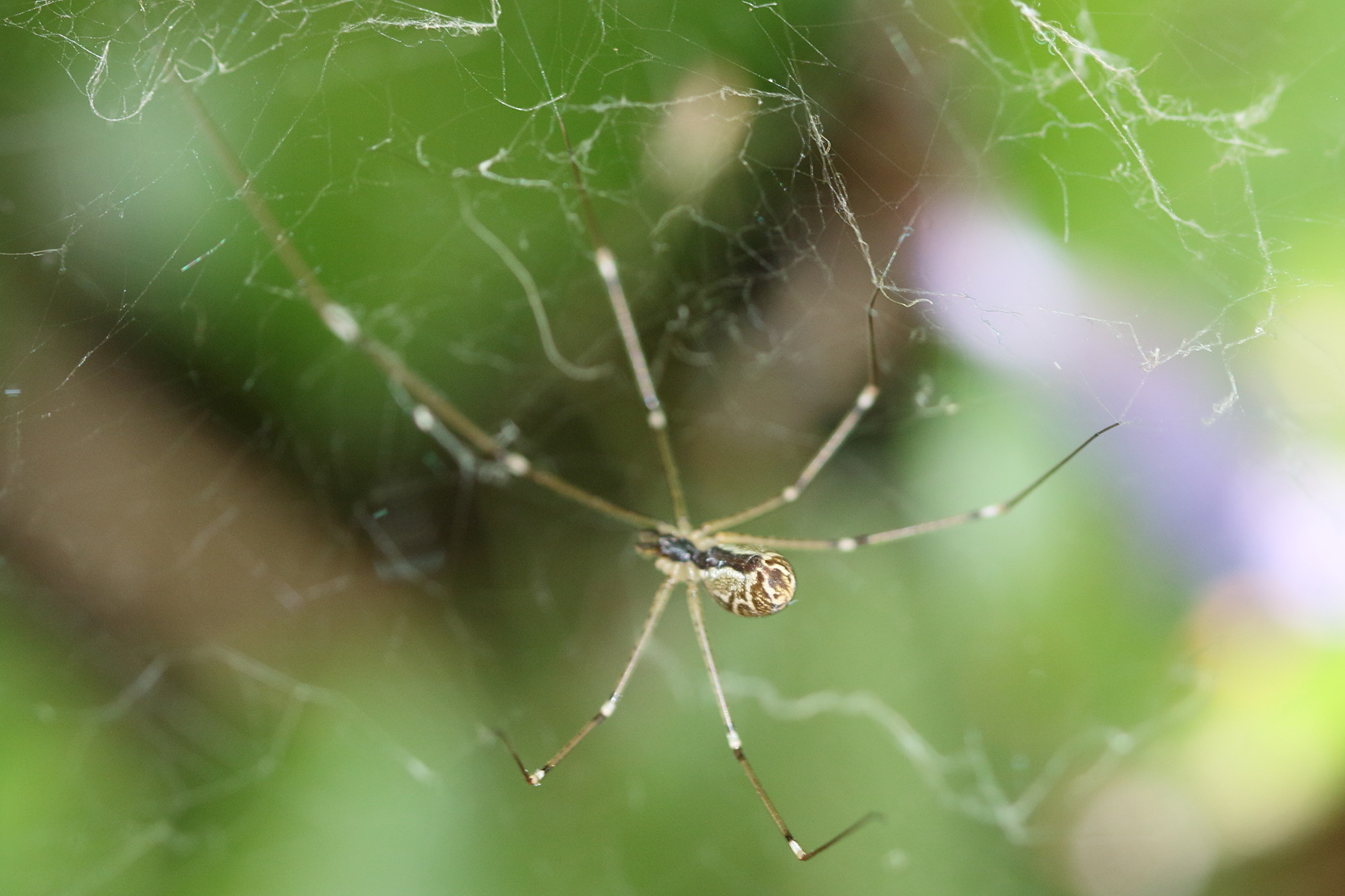 holocnemus_pluchei4md