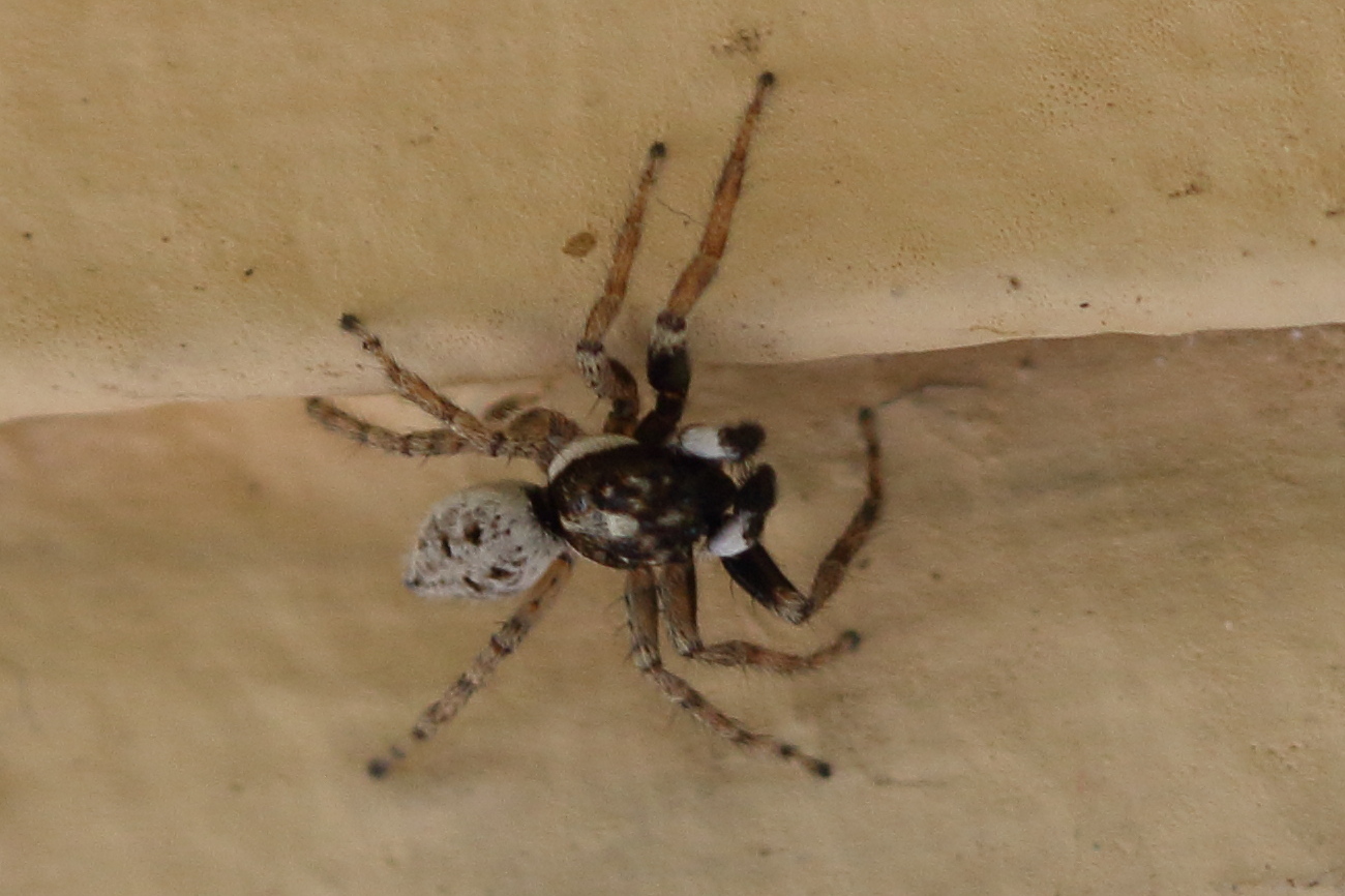 menemerus_semilimbatus1bd