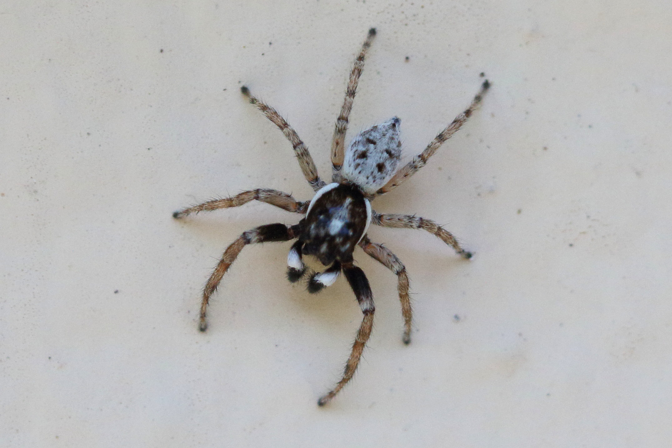 menemerus_semilimbatus2bd