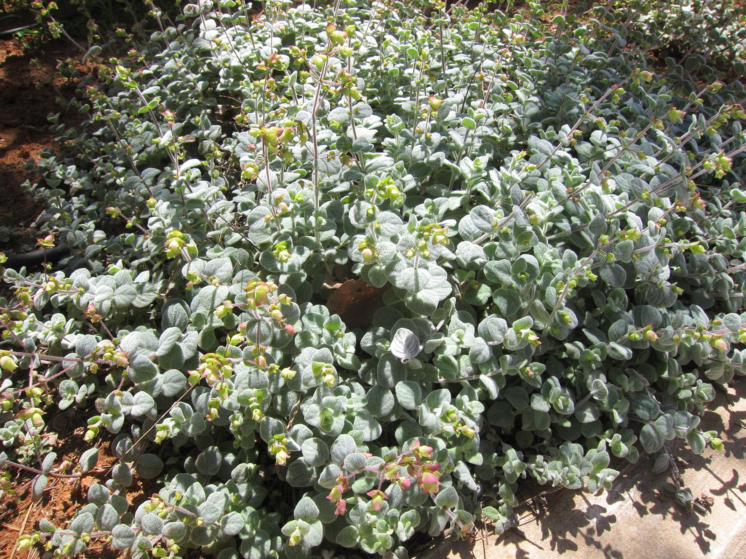 origanum_dictamnus3bd